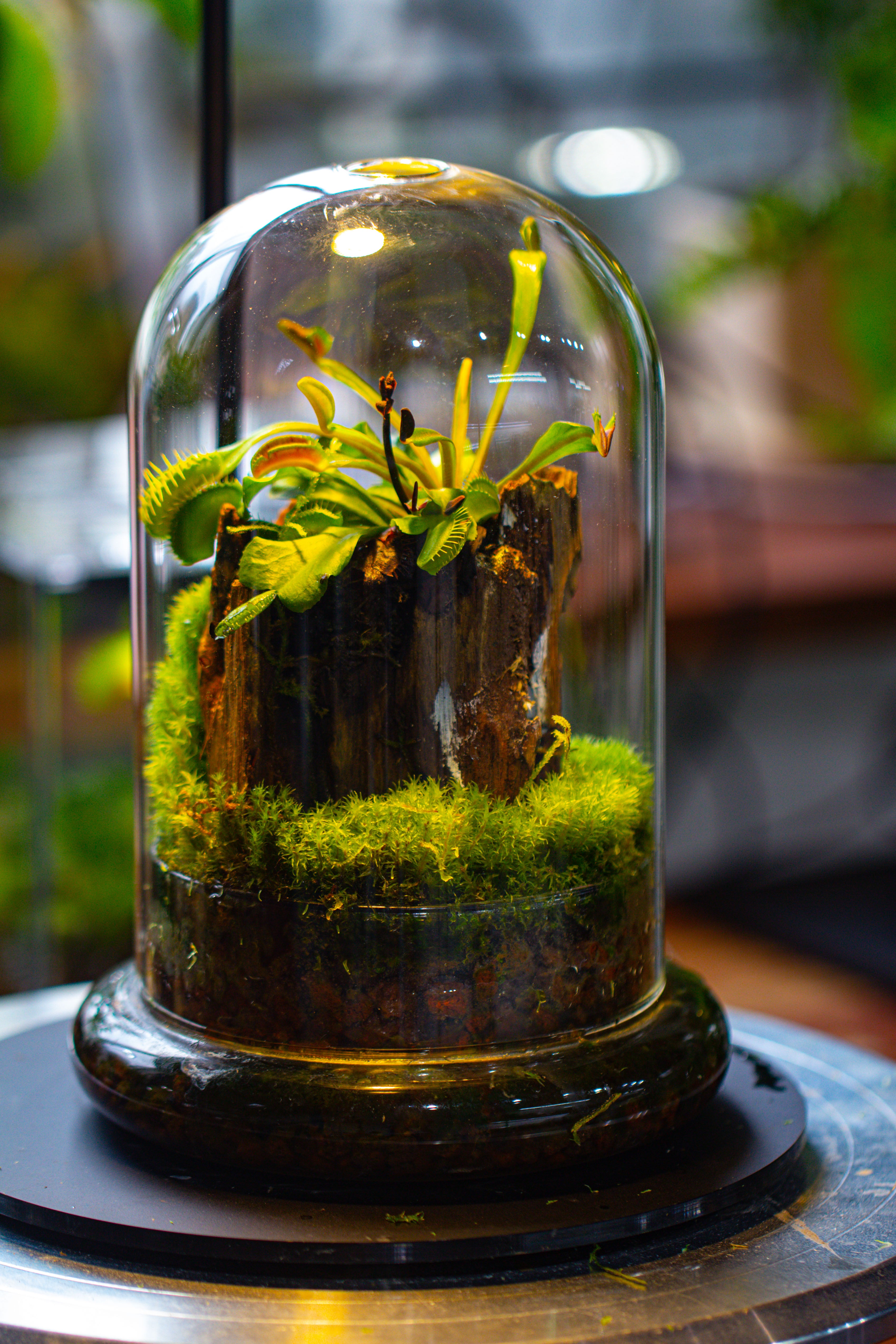 Glass Cloche Terrarium Bell Jar with Glass Base with Top Air Hole, with LED Grow Lamp Set, Glass Dome Planter Set for Plants - NCYPgarden