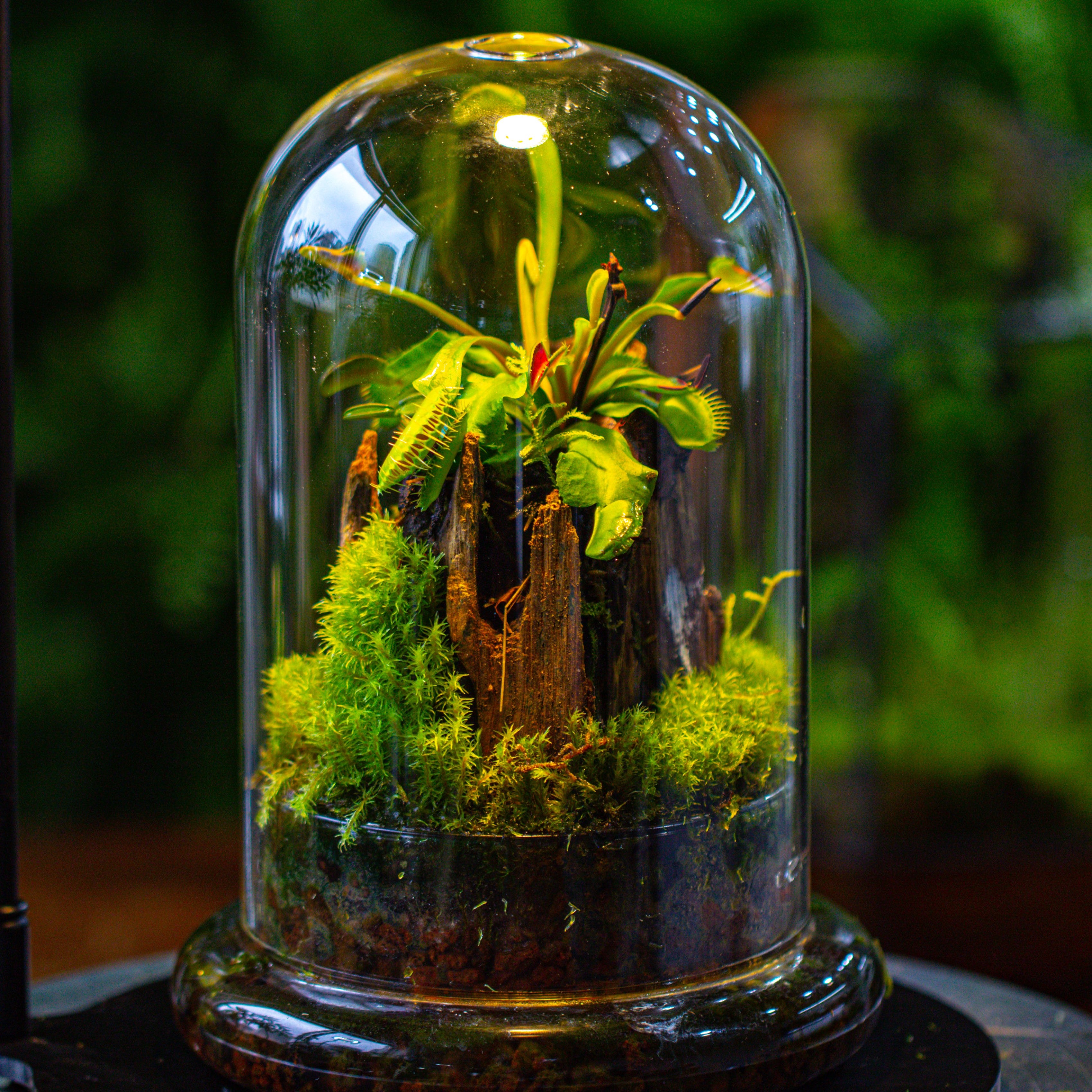 Glass Cloche Terrarium Bell Jar with Glass Base with Top Air Hole,Glass Dome Planter for Plants - NCYPgarden