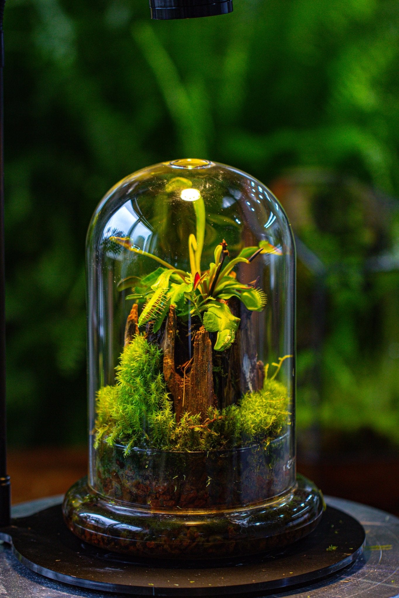 Glass Dome Cloche Set with Air Hole - 5.9 x 5.9 x 8.2" Indoor, suitable for southern, tropical area CD02G2 - NCYPgarden