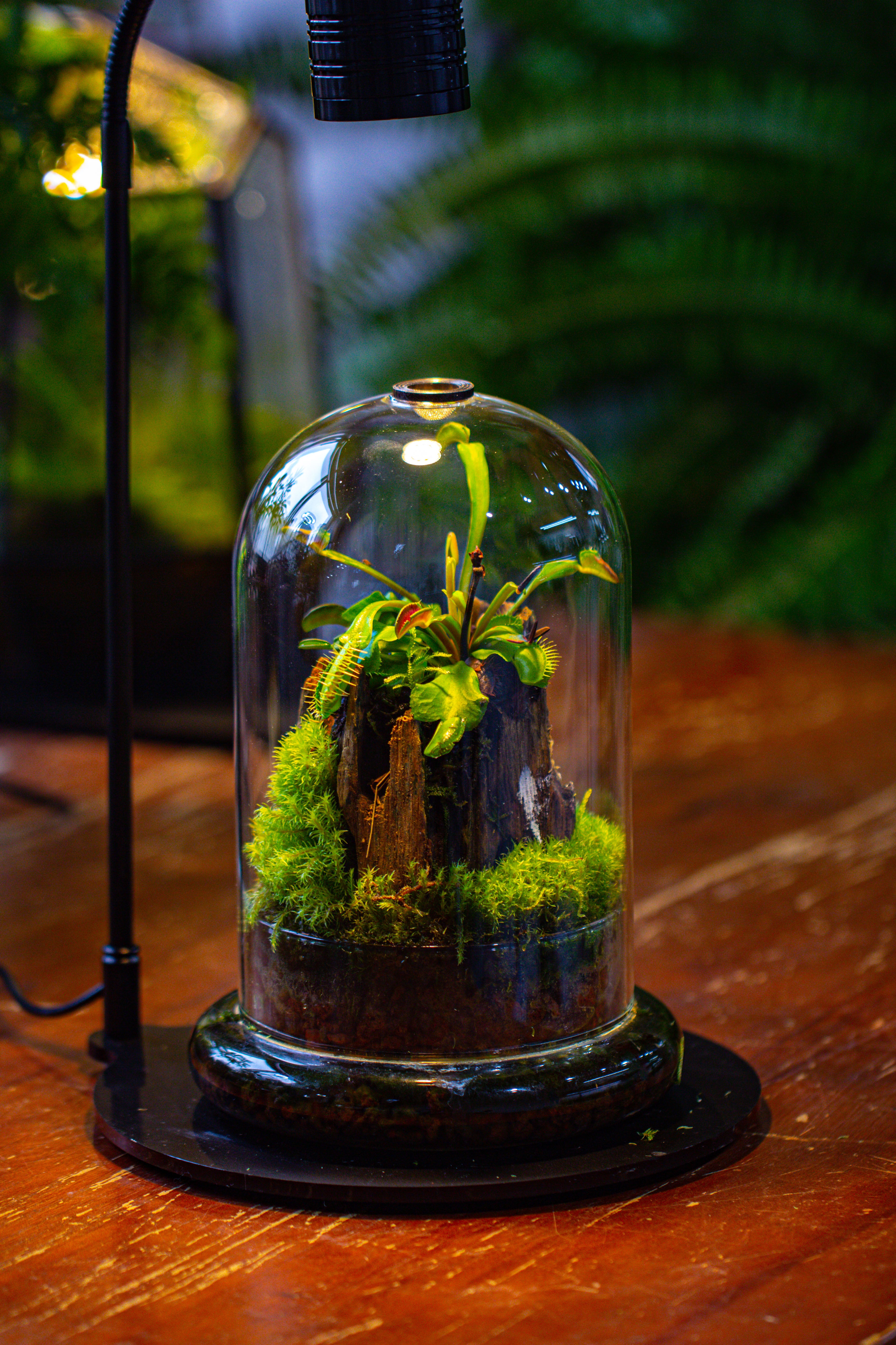 Glass Cloche Terrarium Bell Jar with Glass Base with Top Air Hole, with LED Grow Lamp Set, Glass Dome Planter Set for Plants - NCYPgarden