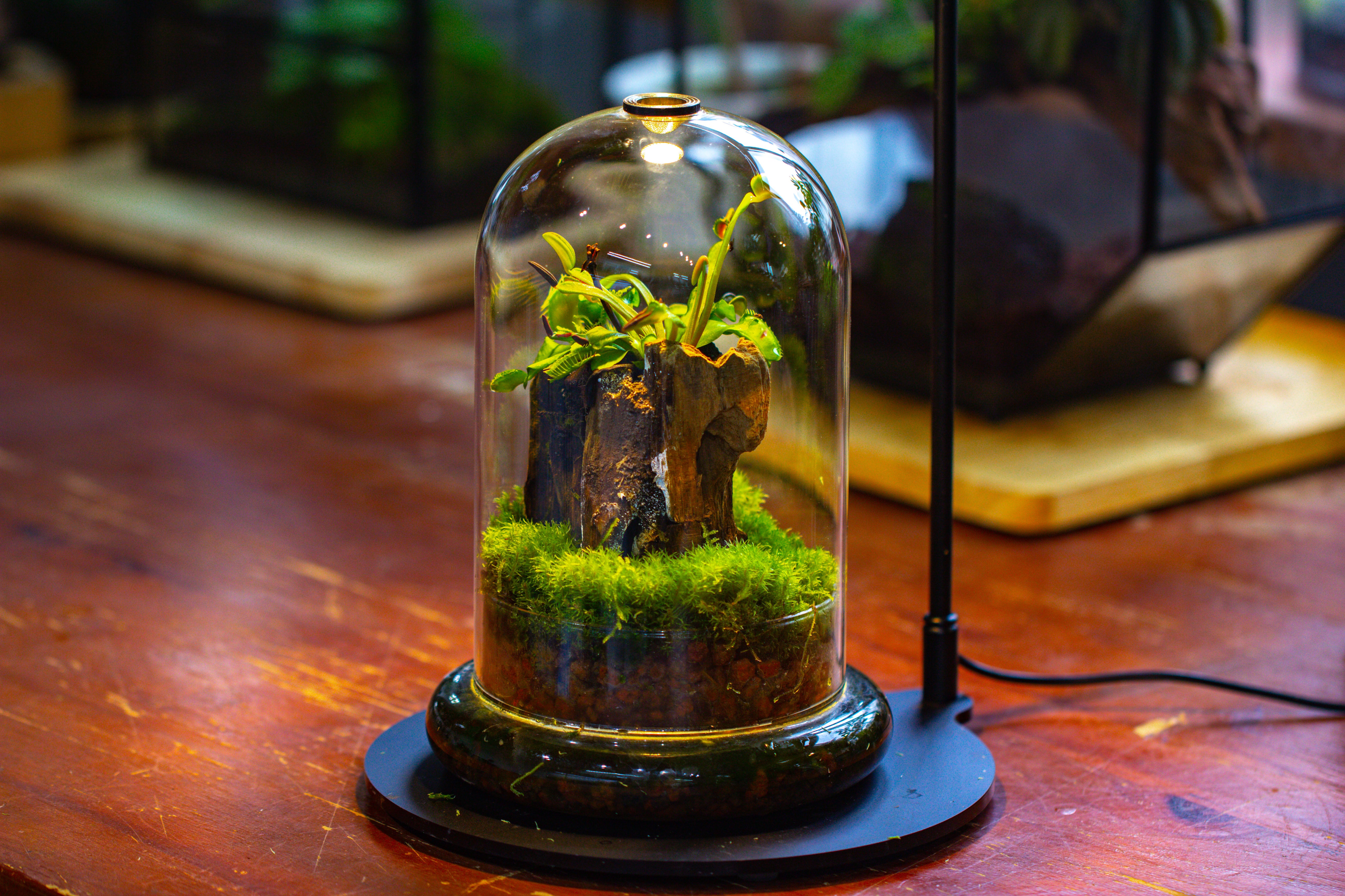 Glass Cloche Terrarium Bell Jar with Glass Base with Top Air Hole, with LED Grow Lamp Set, Glass Dome Planter Set for Plants - NCYPgarden