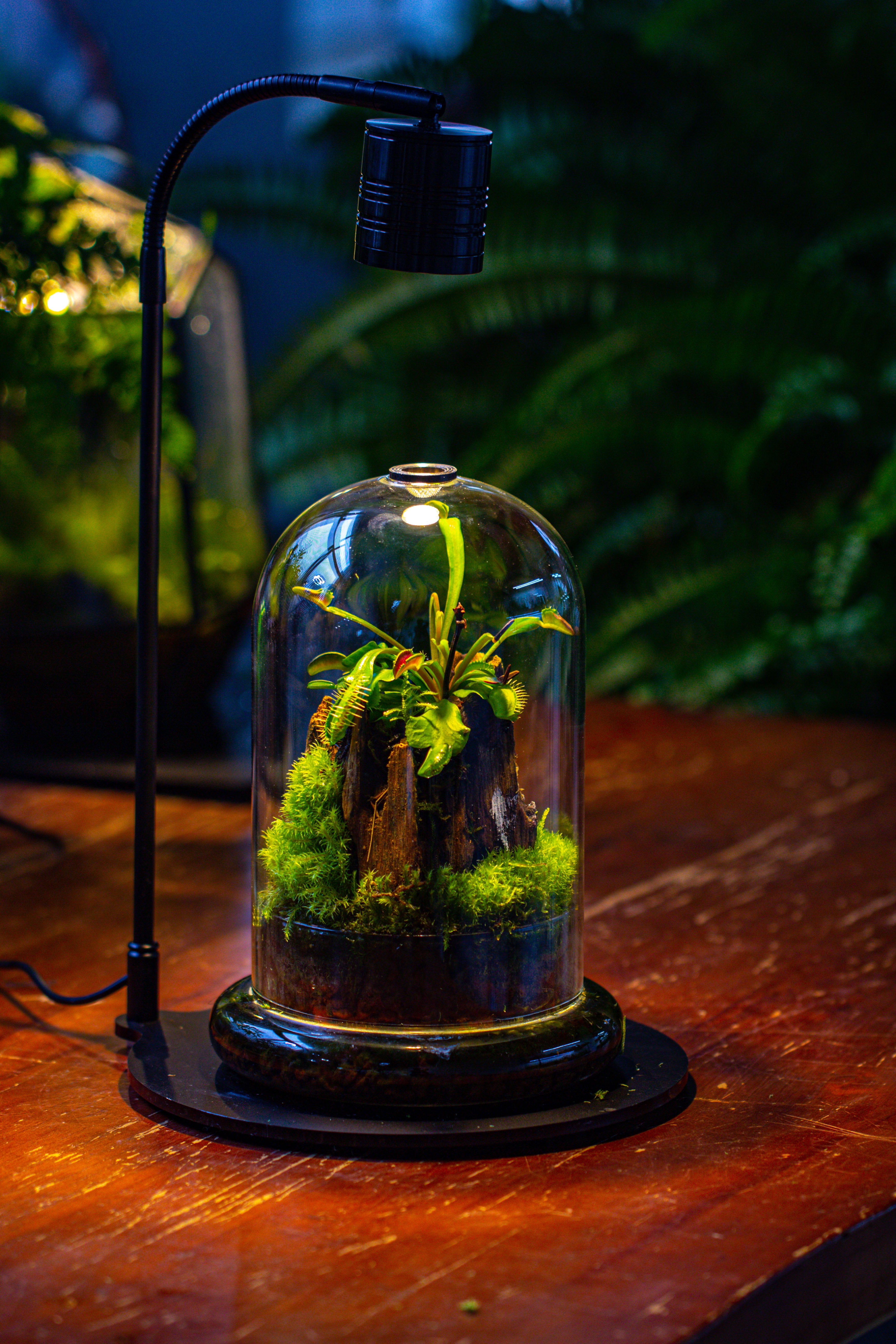 Glass Cloche Terrarium Bell Jar with Glass Base with Top Air Hole, with LED Grow Lamp Set, Glass Dome Planter Set for Plants - NCYPgarden