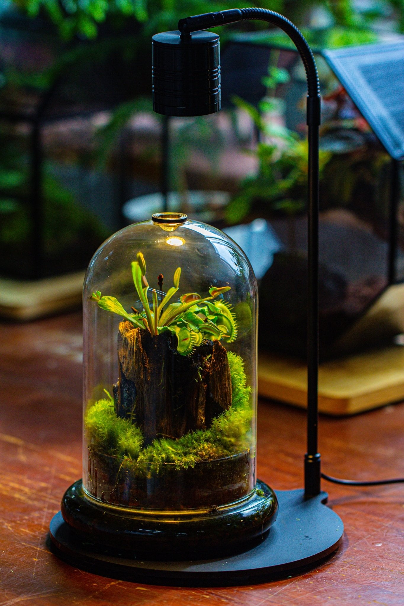 terrarium planter kit Glass Cloche Terrarium Bell Jar with Glass Base with Top Air Hole, with LED Grow Lamp Set, Glass Dome Planter Set for Plants