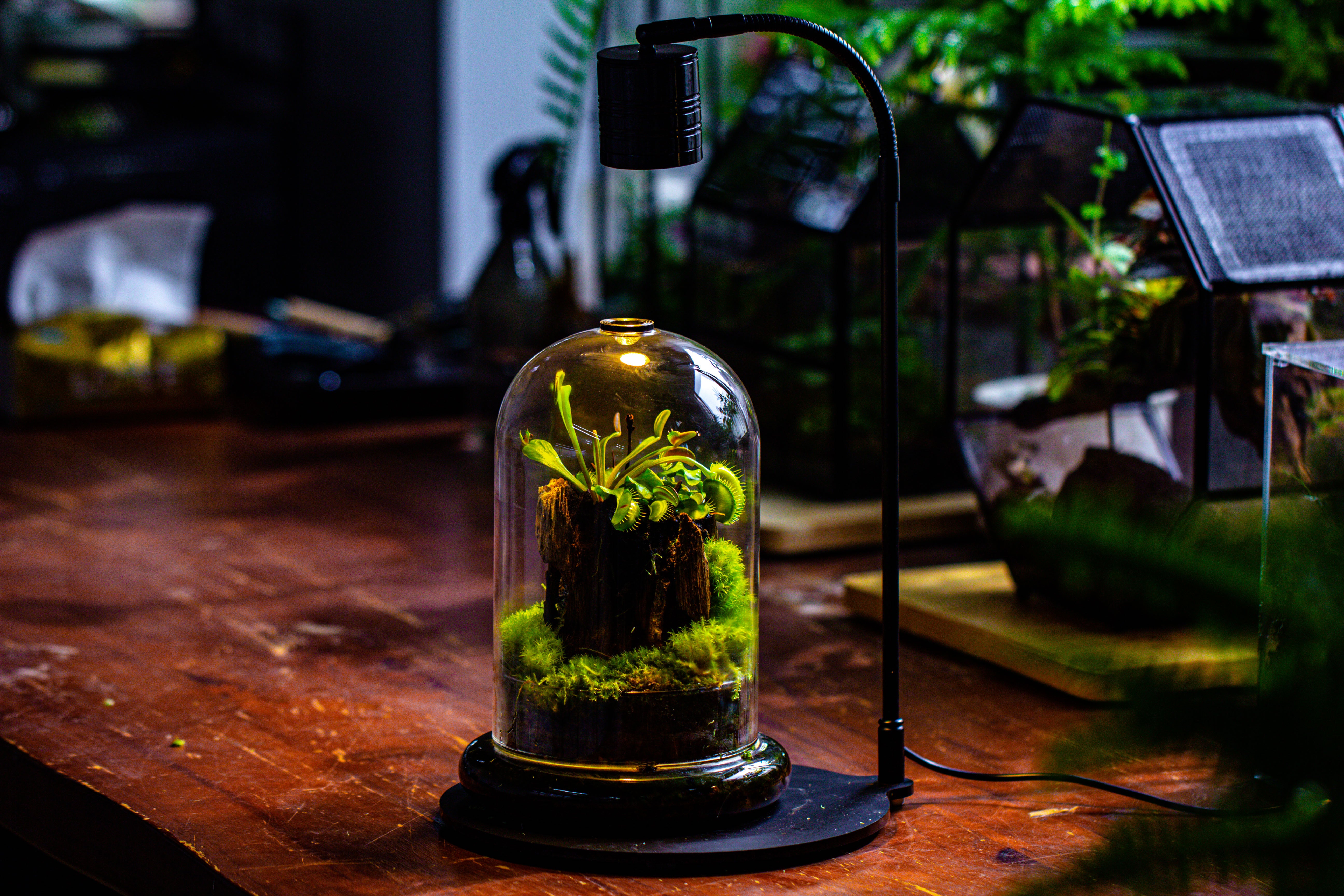 Glass Cloche Terrarium Bell Jar with Glass Base with Top Air Hole, with LED Grow Lamp Set, Glass Dome Planter Set for Plants - NCYPgarden