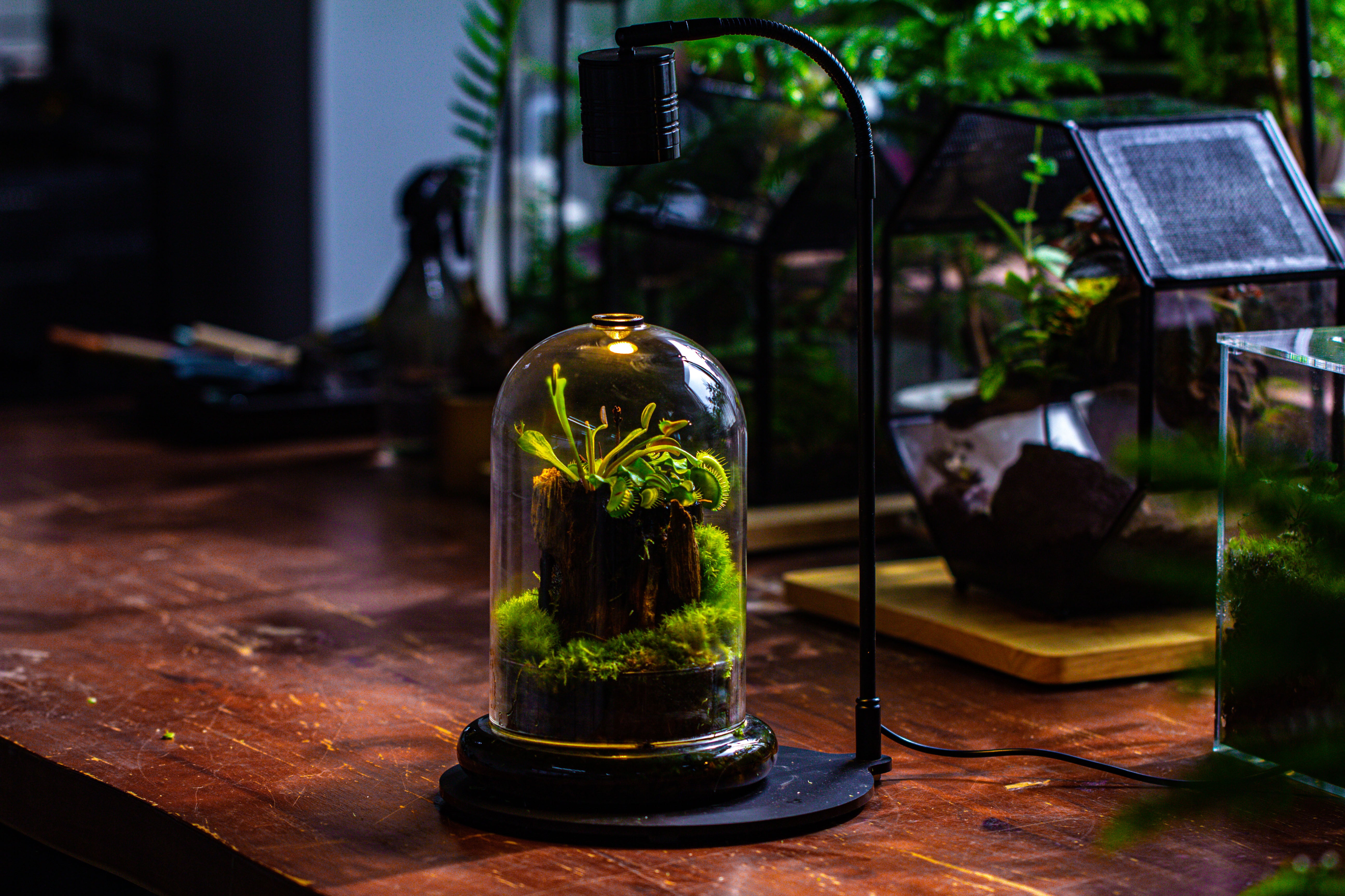 Glass Cloche Terrarium Bell Jar with Glass Base with Top Air Hole, with LED Grow Lamp Set, Glass Dome Planter Set for Plants - NCYPgarden