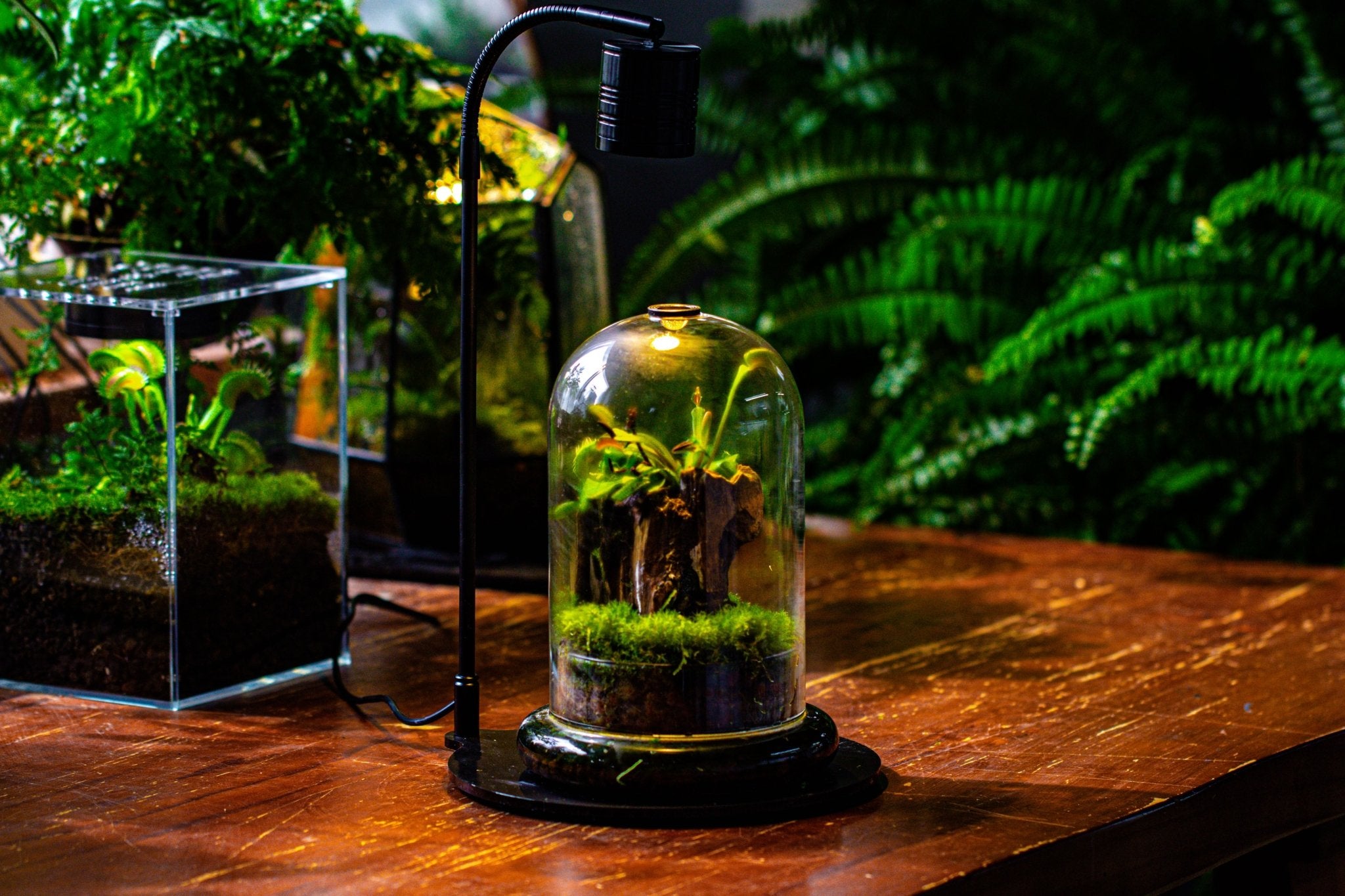 best plants for a cloche terrarium Glass Cloche Terrarium Bell Jar with Glass Base with Top Air Hole, with LED Grow Lamp Set, Glass Dome Planter Set for Plants