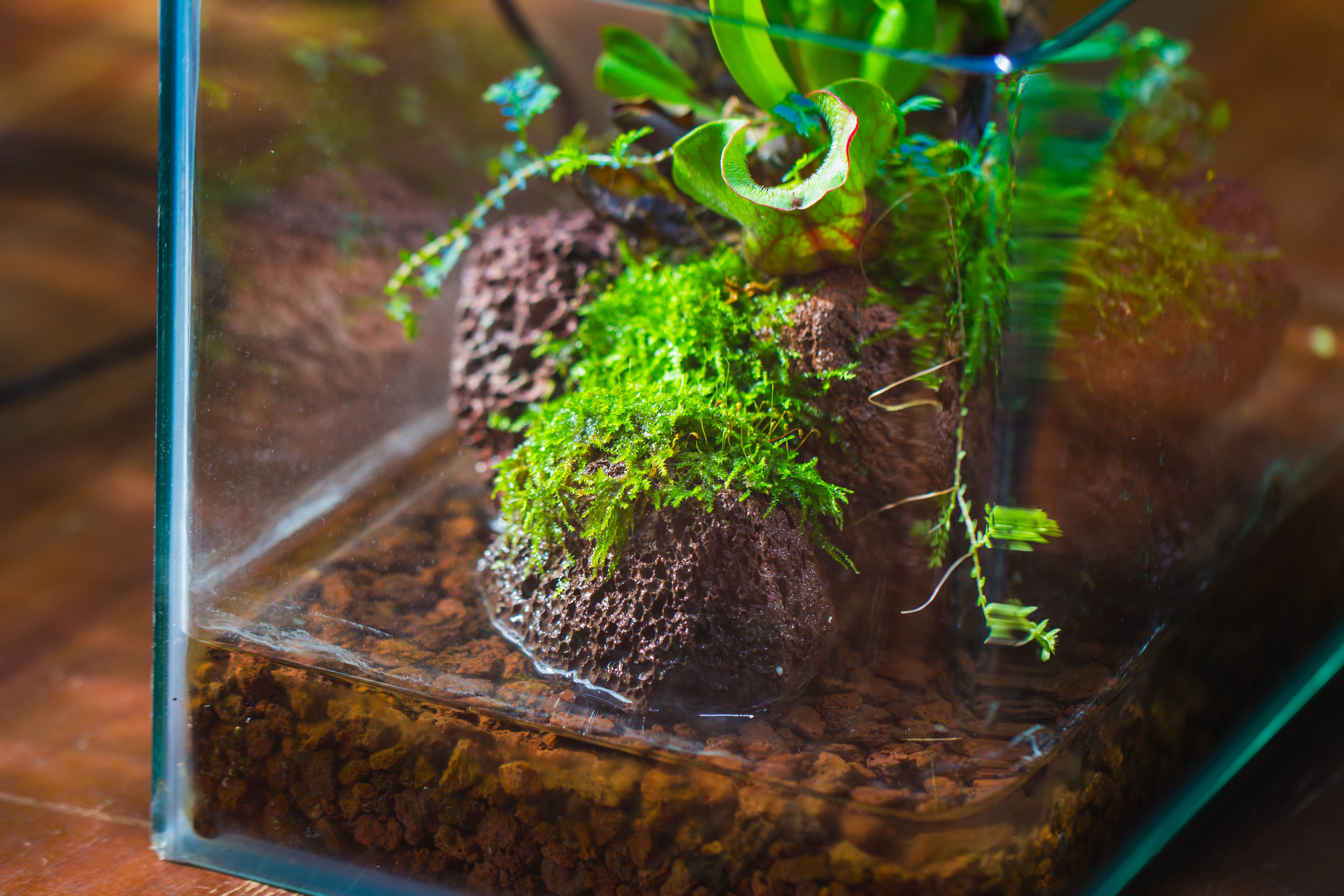 Open Bog Terrarium with LED Building DIY Set for Carnivorous Plants: Pitcher - NCYPgarden