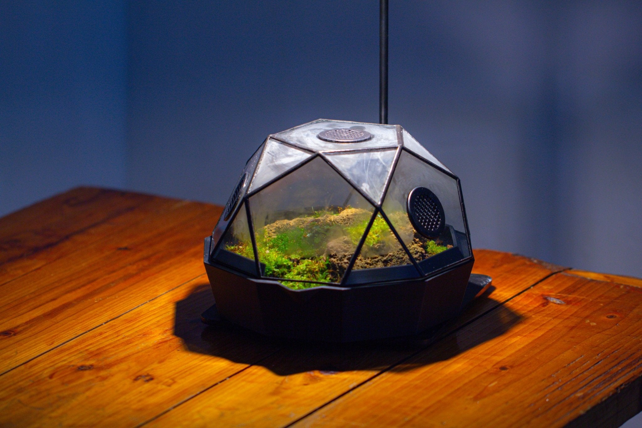 Dome Geometric Glass Terrarium, Vented, Two - part, for Moss Beginners PG08S2 - NCYPgarden
