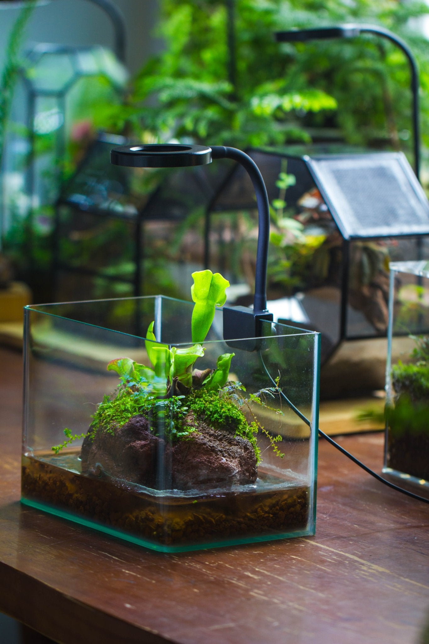 carnivorous plant terrarium kit Open Bog Terrarium with LED Building DIY Set for Carnivorous Plants: Pitcher