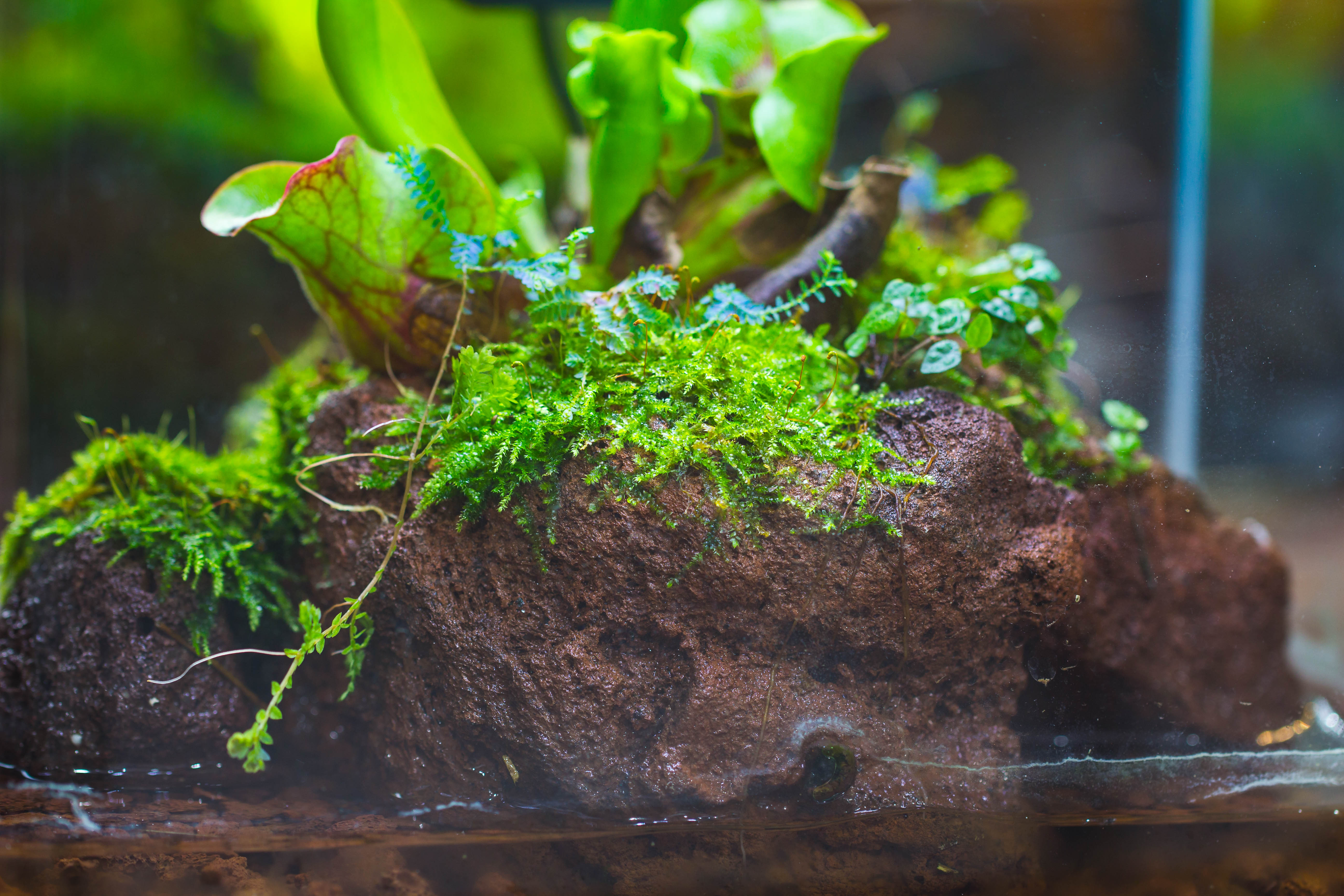 Open Bog Terrarium with LED Building DIY Set for Carnivorous Plants: Pitcher - NCYPgarden