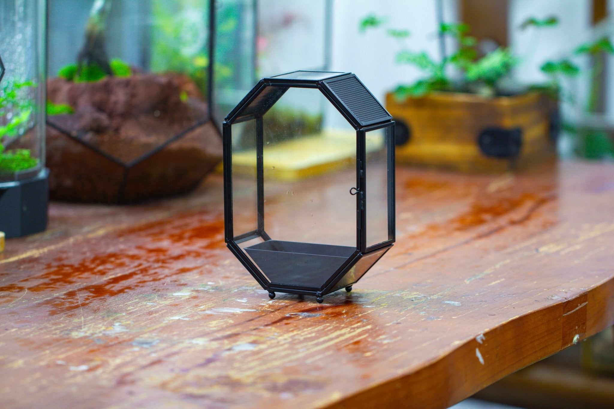 Mini 5x7 inches Octagon Shape Glass Geometric Terrarium Enclosure with Side Vent  for Small Insect, Jumping Spider SO01E1 - NCYPgarden