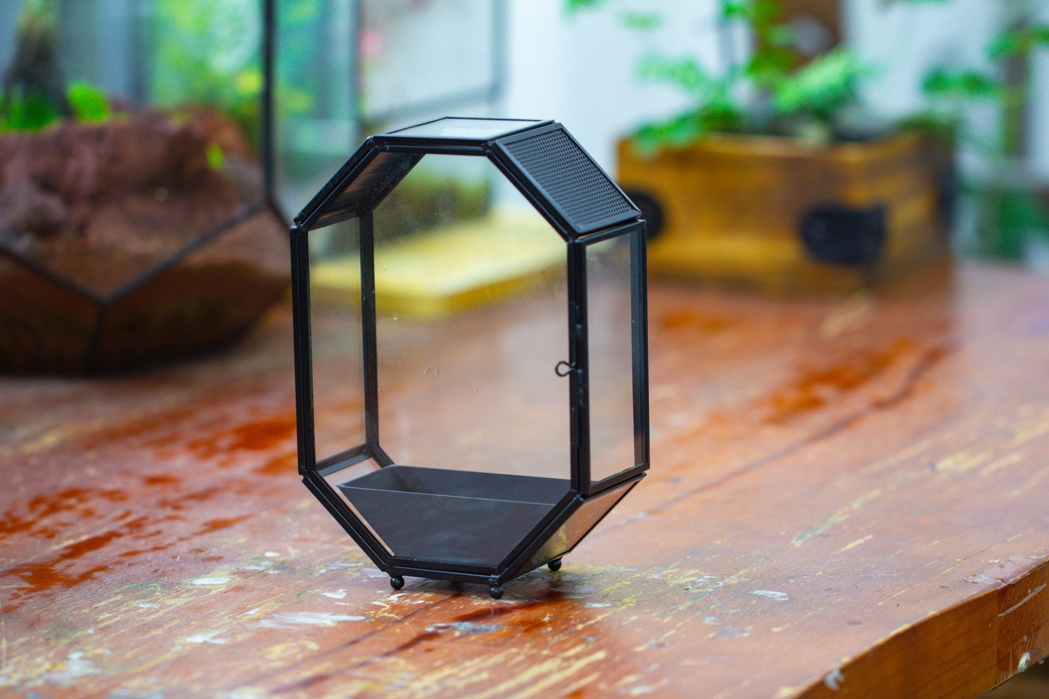 Mini 5x7 inches Octagon Shape Glass Geometric Terrarium Enclosure with Side Vent  for Small Insect, Jumping Spider SO01E1 - NCYPgarden