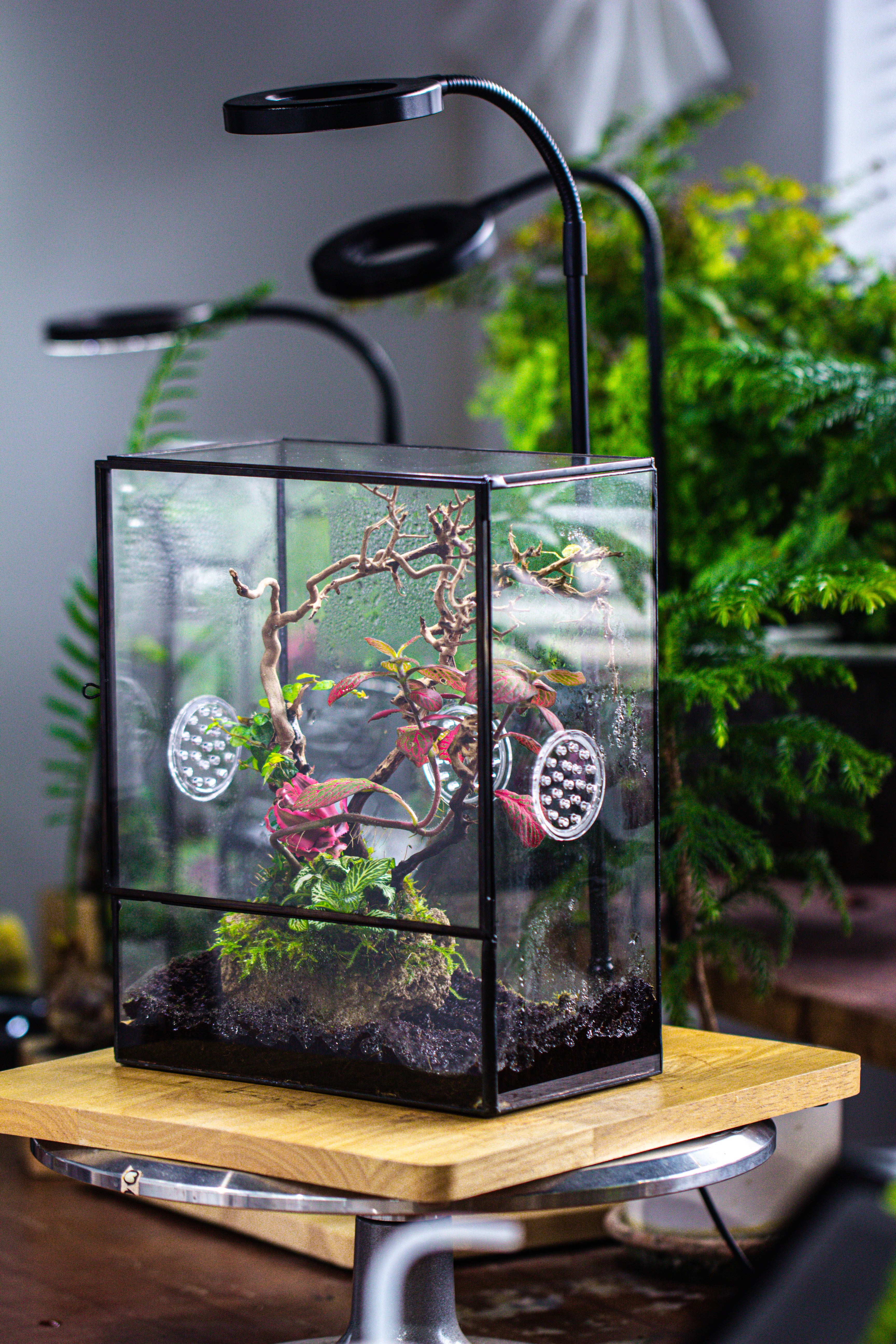 Close Geometric Glass Tin Terrarium with 3 Vents , 8x10" with side door, for insects, snail , spider, micro landscape  -with white light set - NCYPgarden