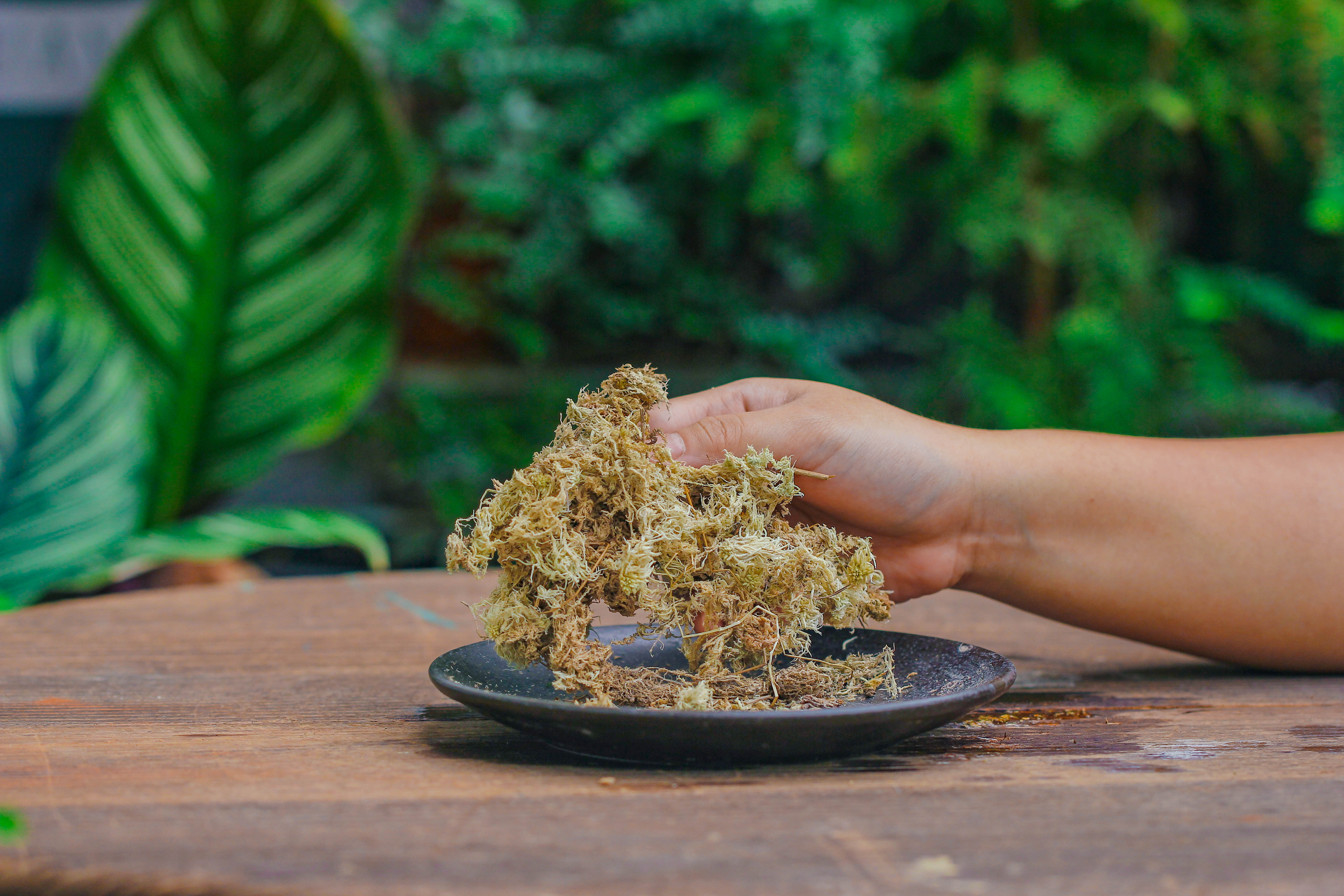 Dried sphagna Sphagni, 24L for DIY, terrarium building, microlandscape, Orchid, fern, vertical gardening - NCYPgarden