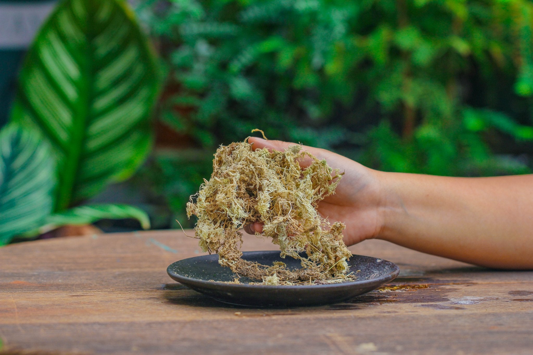 terrarium sphagnum moss for plants Dried Moss, 24L for DIY, terrarium building, microlandscape, Orchid, fern, vertical gardening