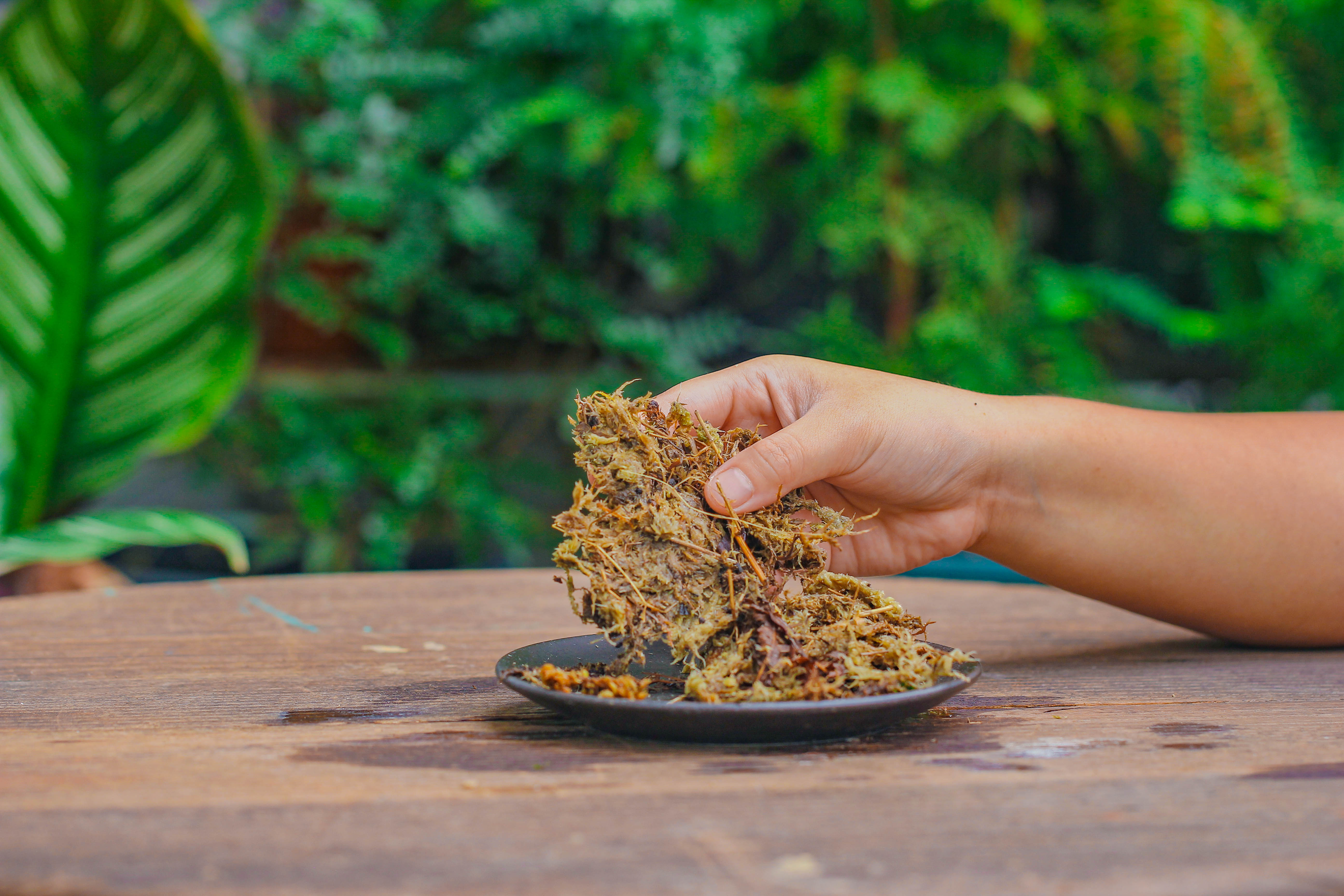 Dried sphagna Sphagni, 24L for DIY, terrarium building, microlandscape, Orchid, fern, vertical gardening - NCYPgarden