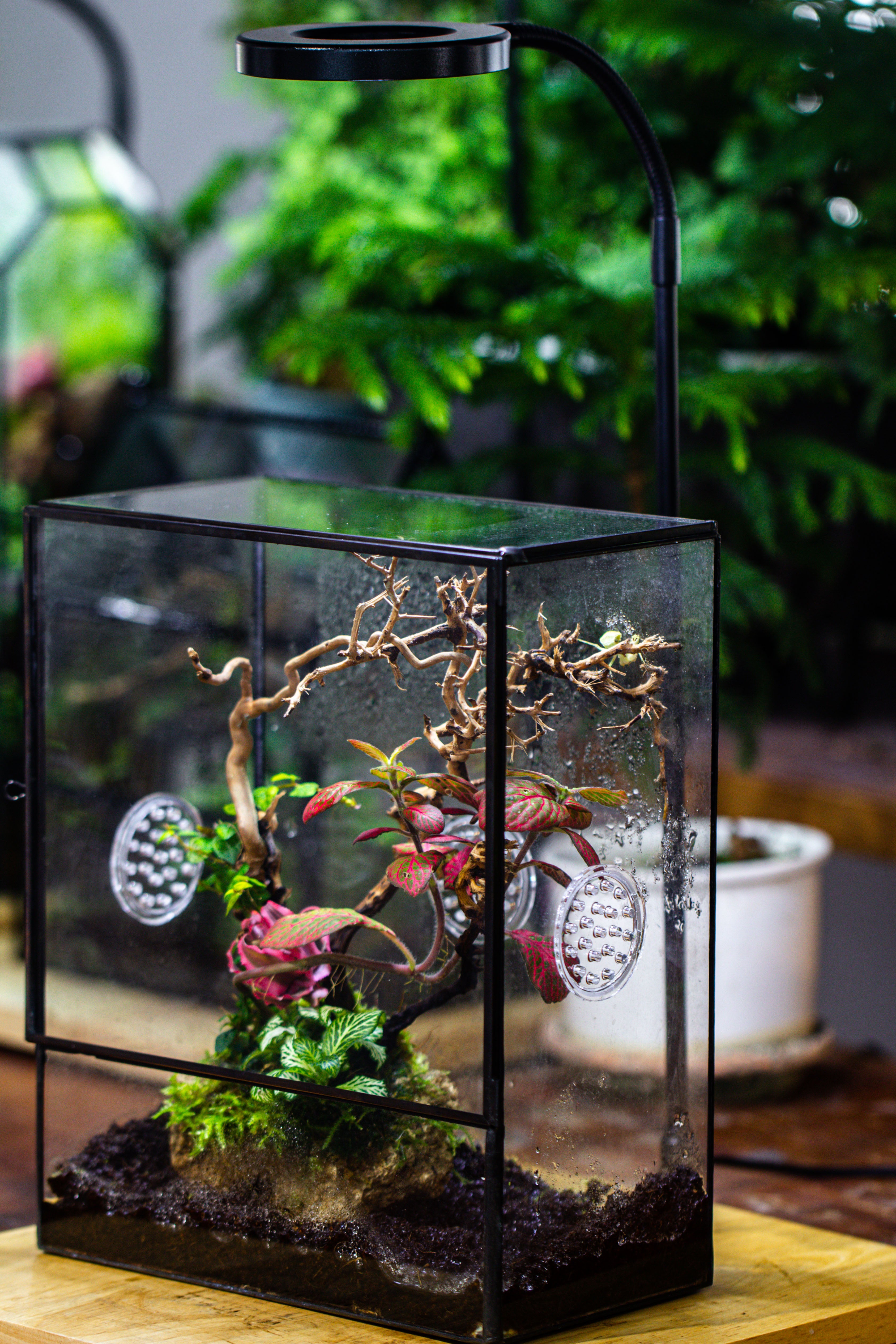 Close Geometric Glass Tin Terrarium with 3 Vents , 8x10" with side door, for insects, snail , spider, micro landscape  -with white light set - NCYPgarden