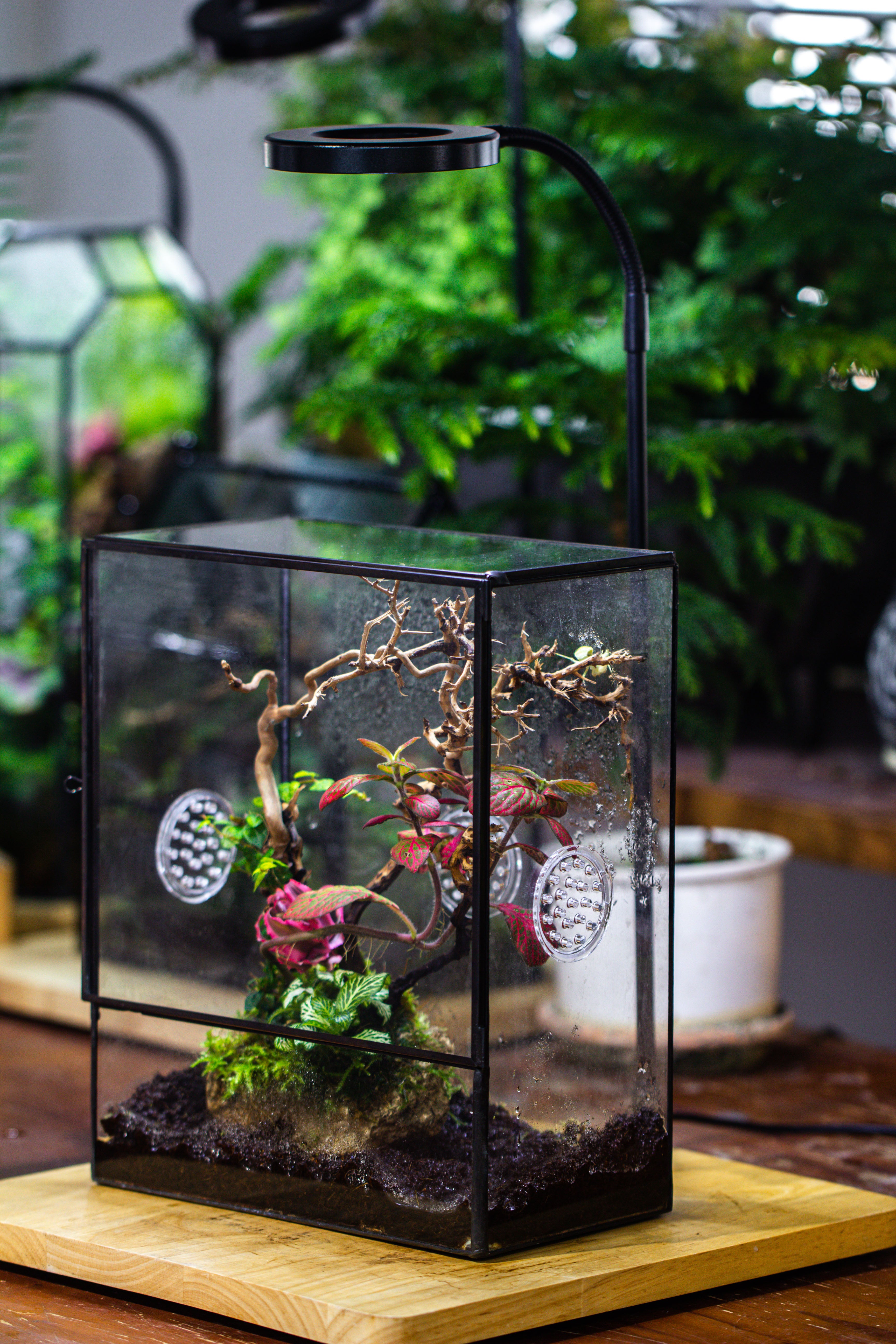 Close Geometric Glass Tin Terrarium with 3 Vents , 8x10" with side door, for insects, snail , spider, micro landscape  -with white light set - NCYPgarden