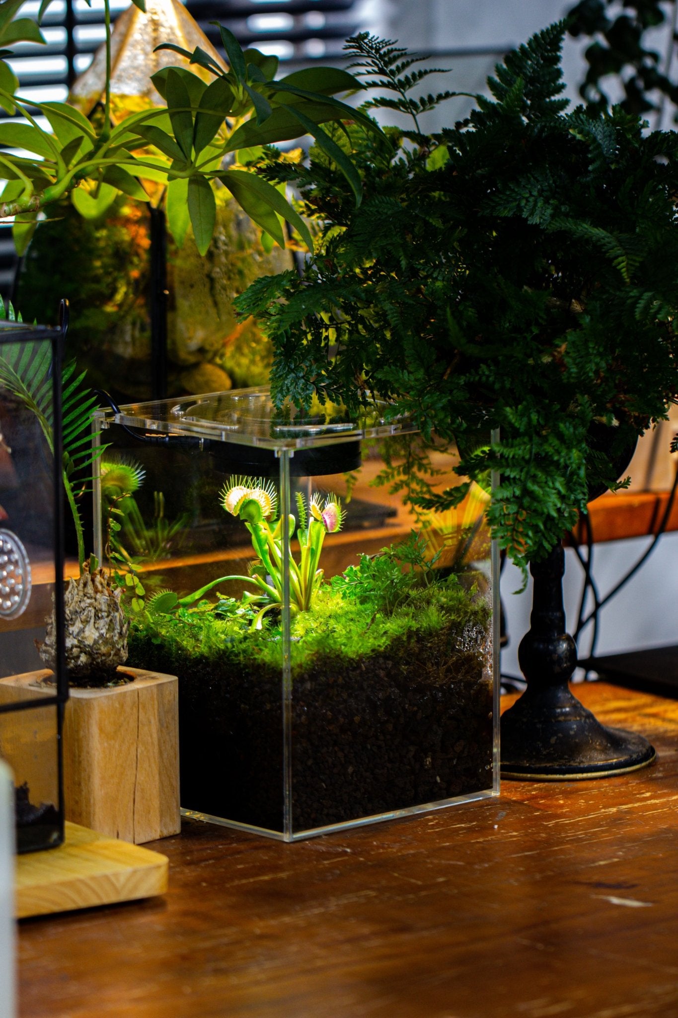 diy terrarium kit with plants Watertight Glass Tank with LED Grow Light, Acrylic Lid, DIY Terrarium – NCYPgarden
