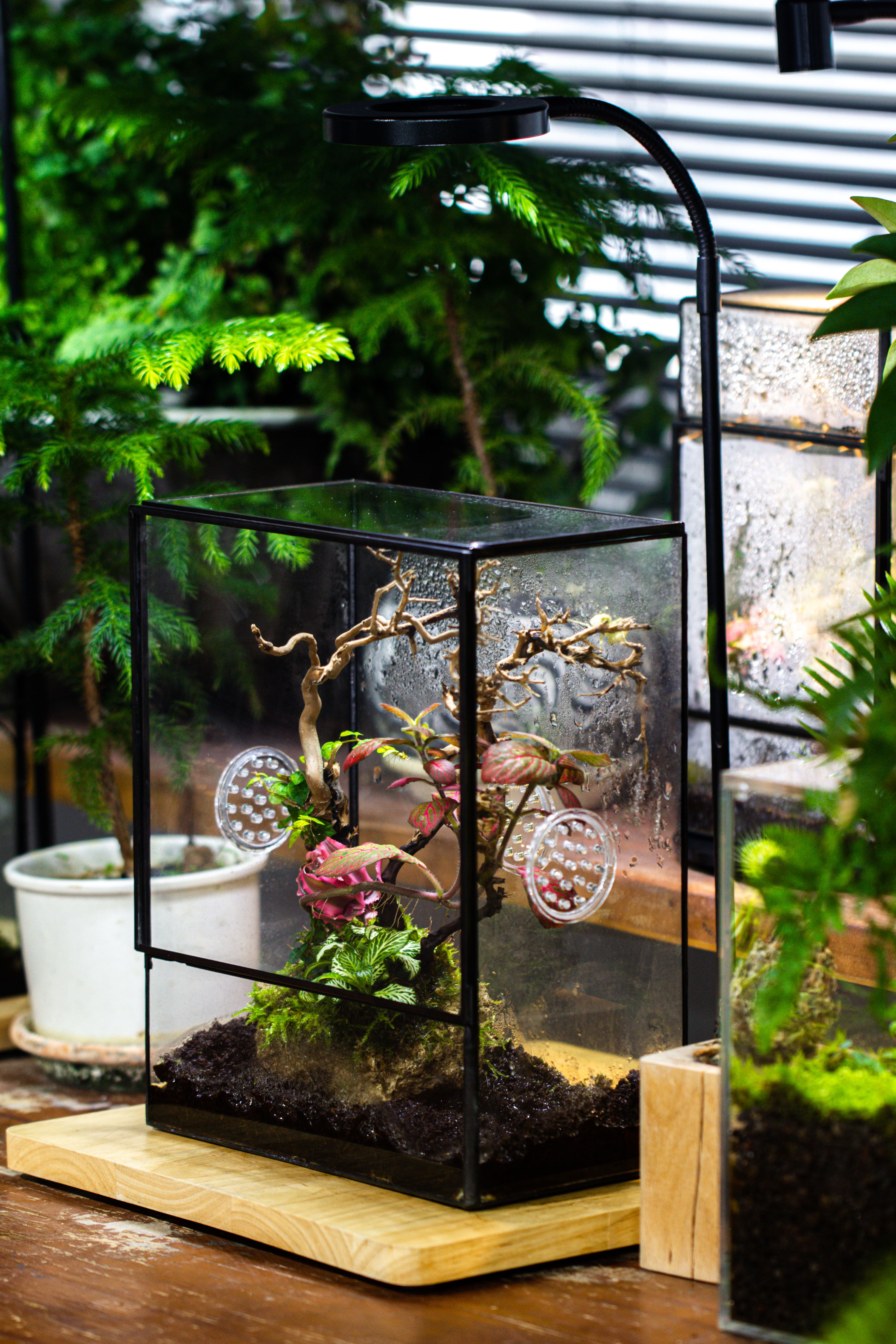 Close Geometric Glass Tin Terrarium with 3 Vents , 8x10" with side door, for insects, snail , spider, micro landscape - NCYPgarden