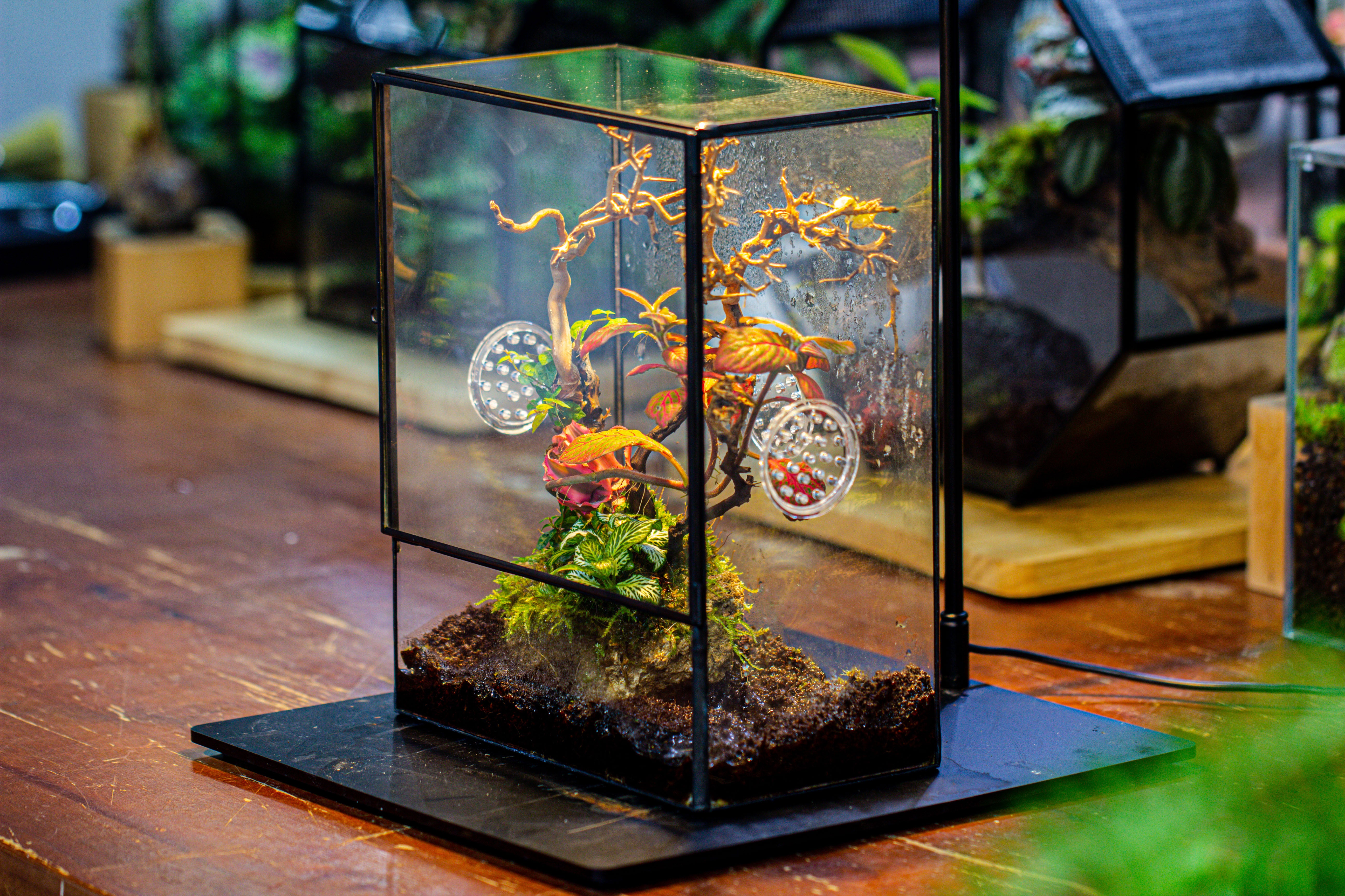 Close Geometric Glass Tin Terrarium with 3 Vents , 8x10" with side door, for insects, snail , spider, micro landscape  -with warm light set - NCYPgarden
