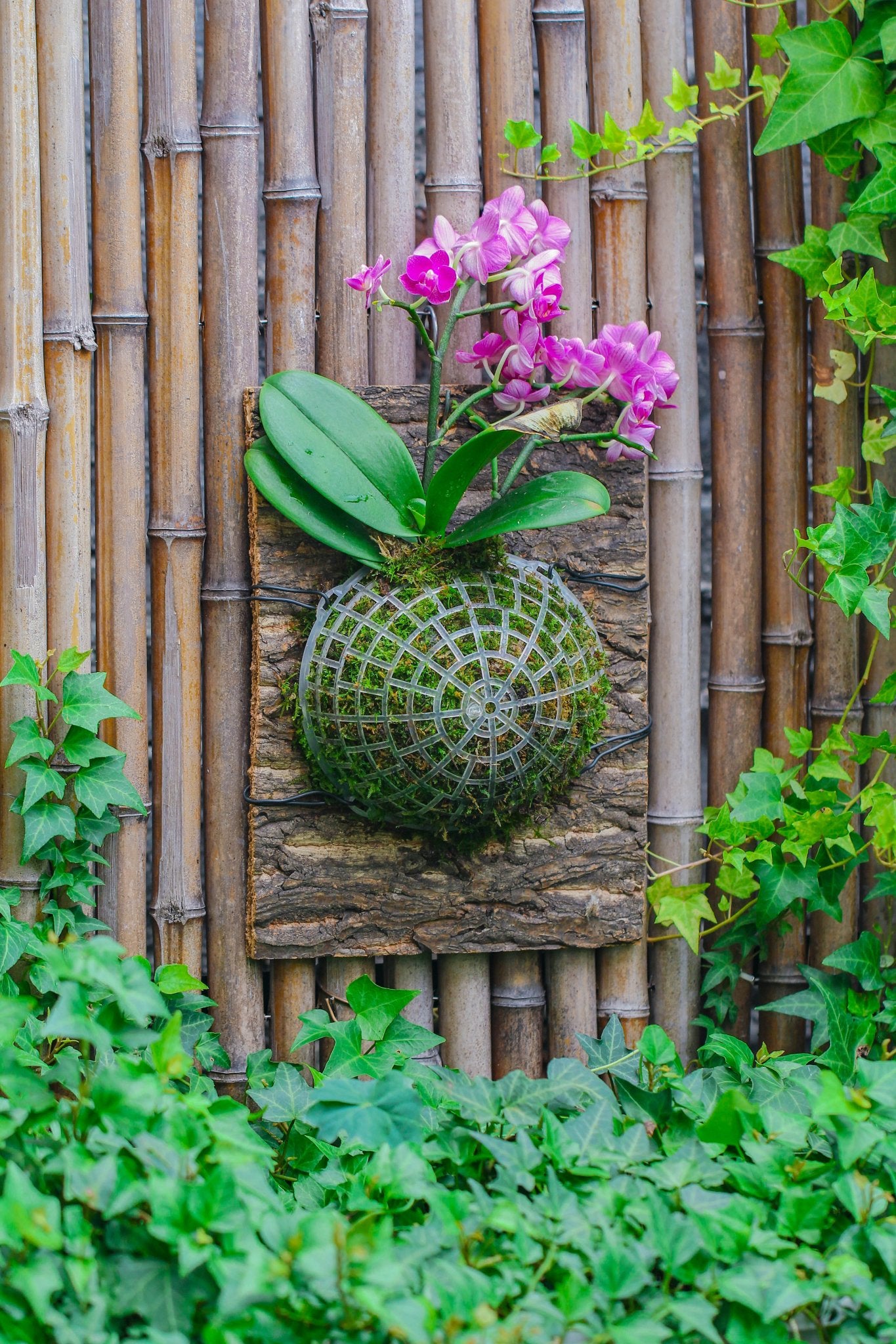 hanging planter wall mount Environment Friendly Detachable Plastic Ball for easy moss ball, hanging planters, wall mounted planting idea, suitable for orchid, Staghorn Fern 30