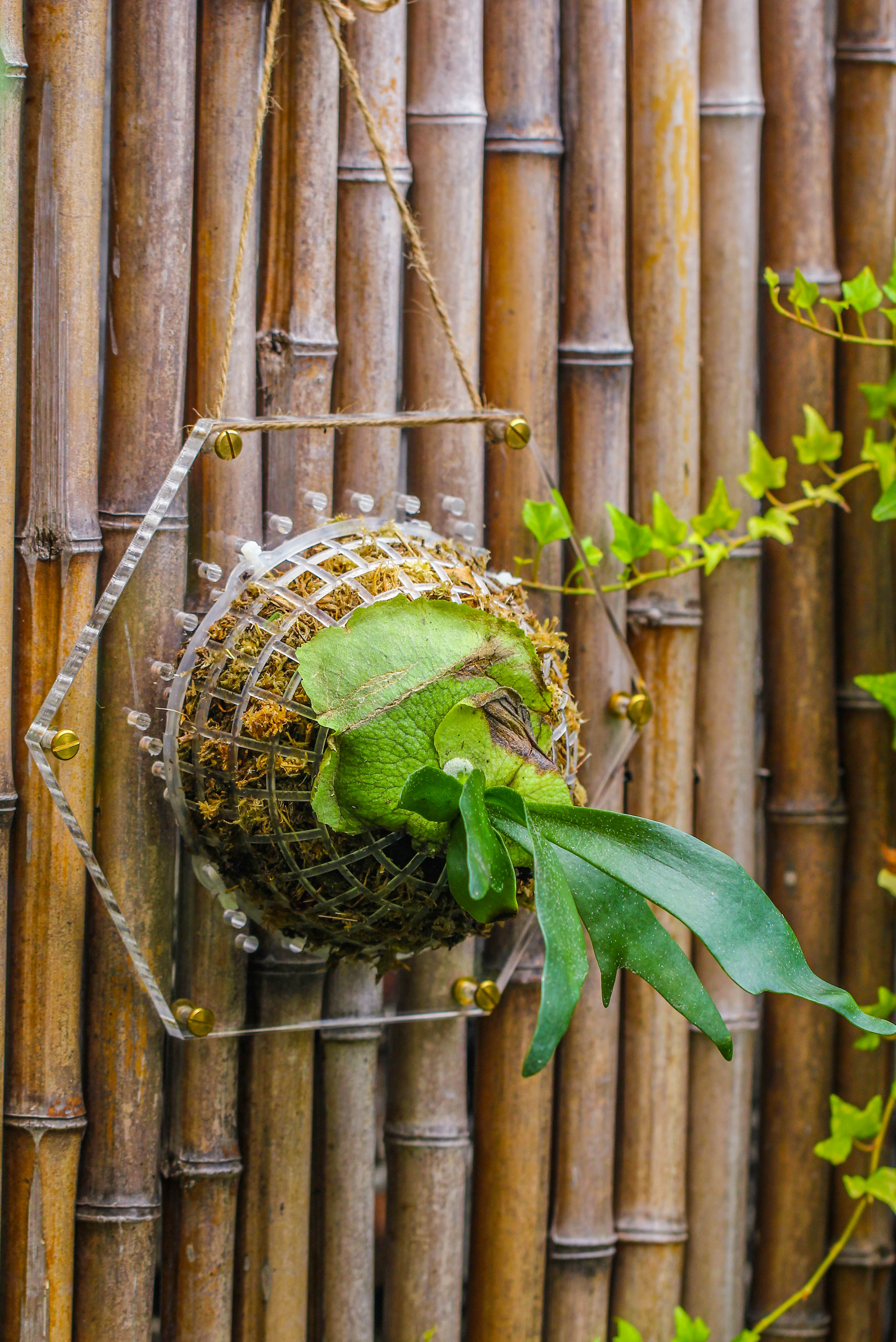 Dried sphagna Sphagni, 24L for DIY, terrarium building, microlandscape, Orchid, fern, vertical gardening - NCYPgarden