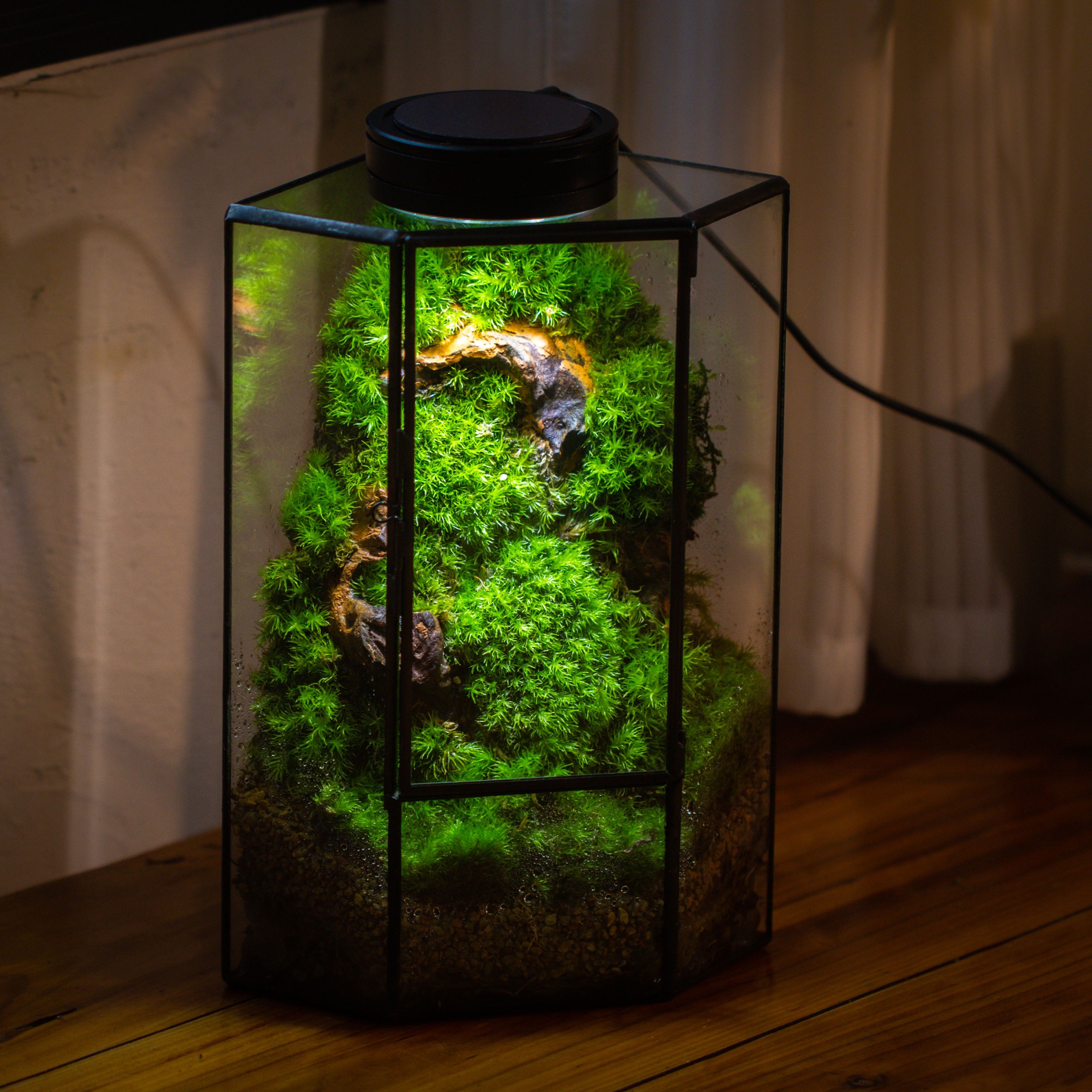 Small Version Handmade Glass Terrarium with Door for Plant, Moss Wall, Closed Geometric Tin Pentagon Planter - NCYPgarden