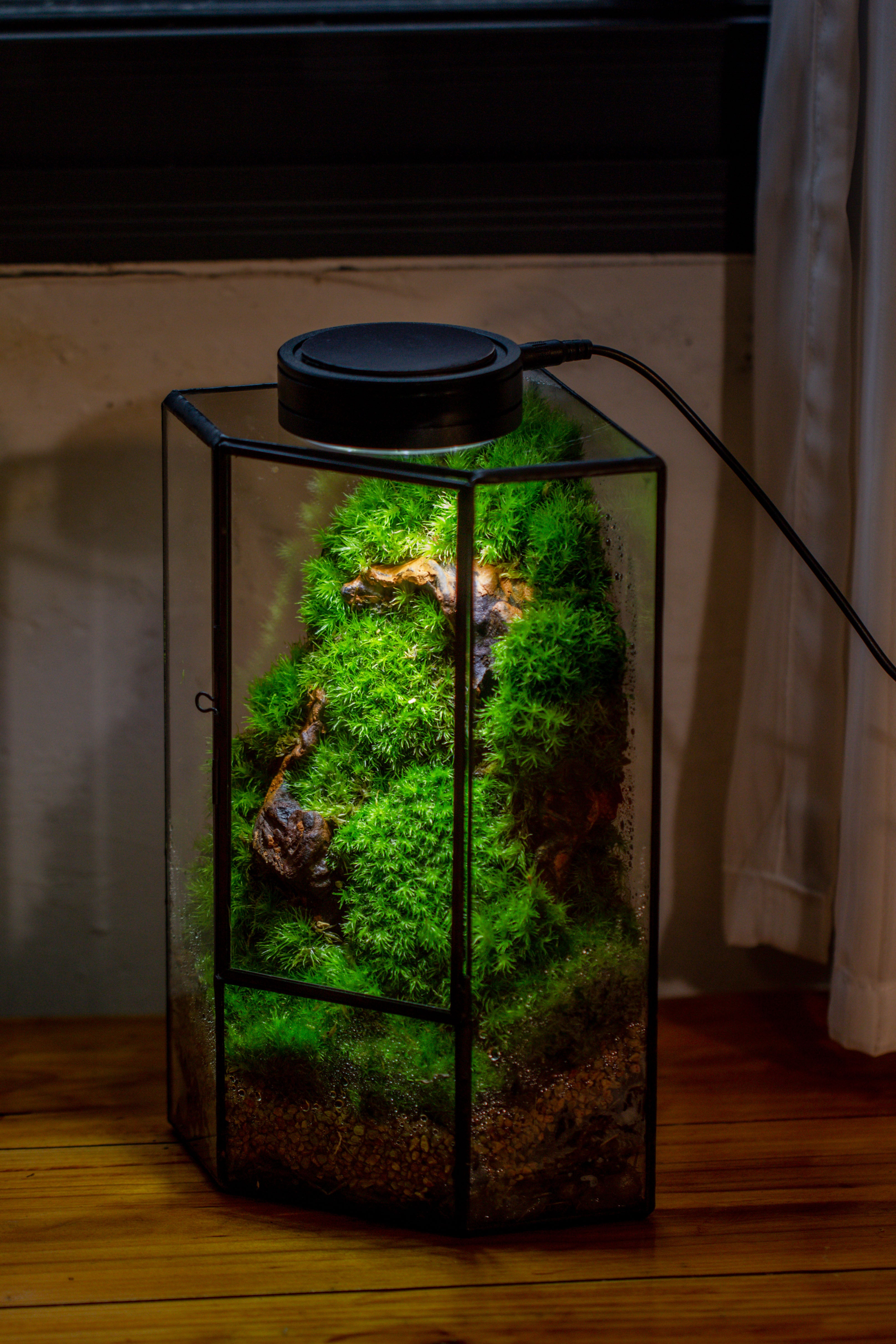 Small Version Handmade Glass Terrarium with Door for Plant, Moss Wall, Closed Geometric Tin Pentagon Planter - NCYPgarden