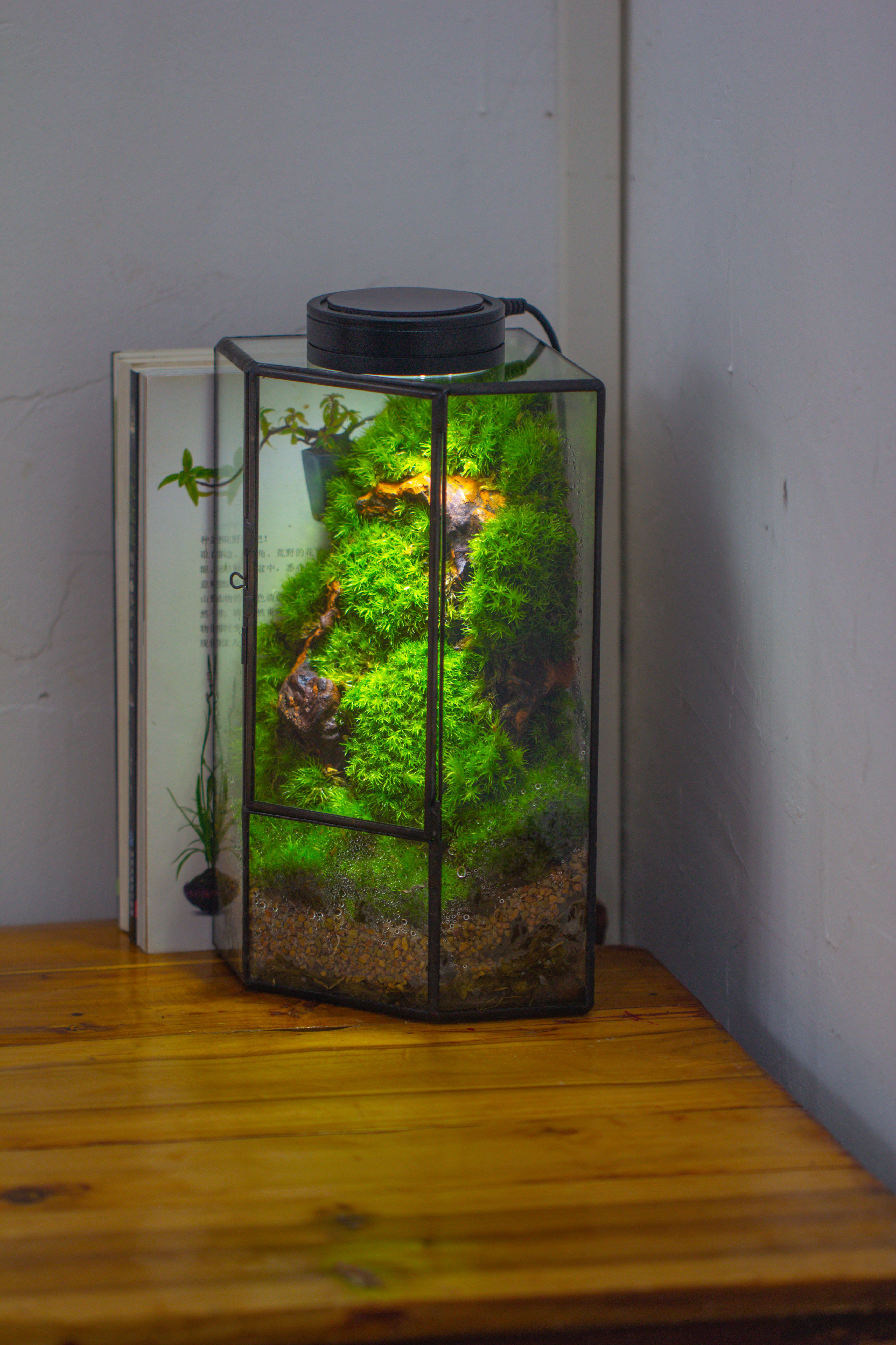 Small Version Handmade Glass Terrarium with Door for Plant, Moss Wall, Closed Geometric Tin Pentagon Planter - NCYPgarden