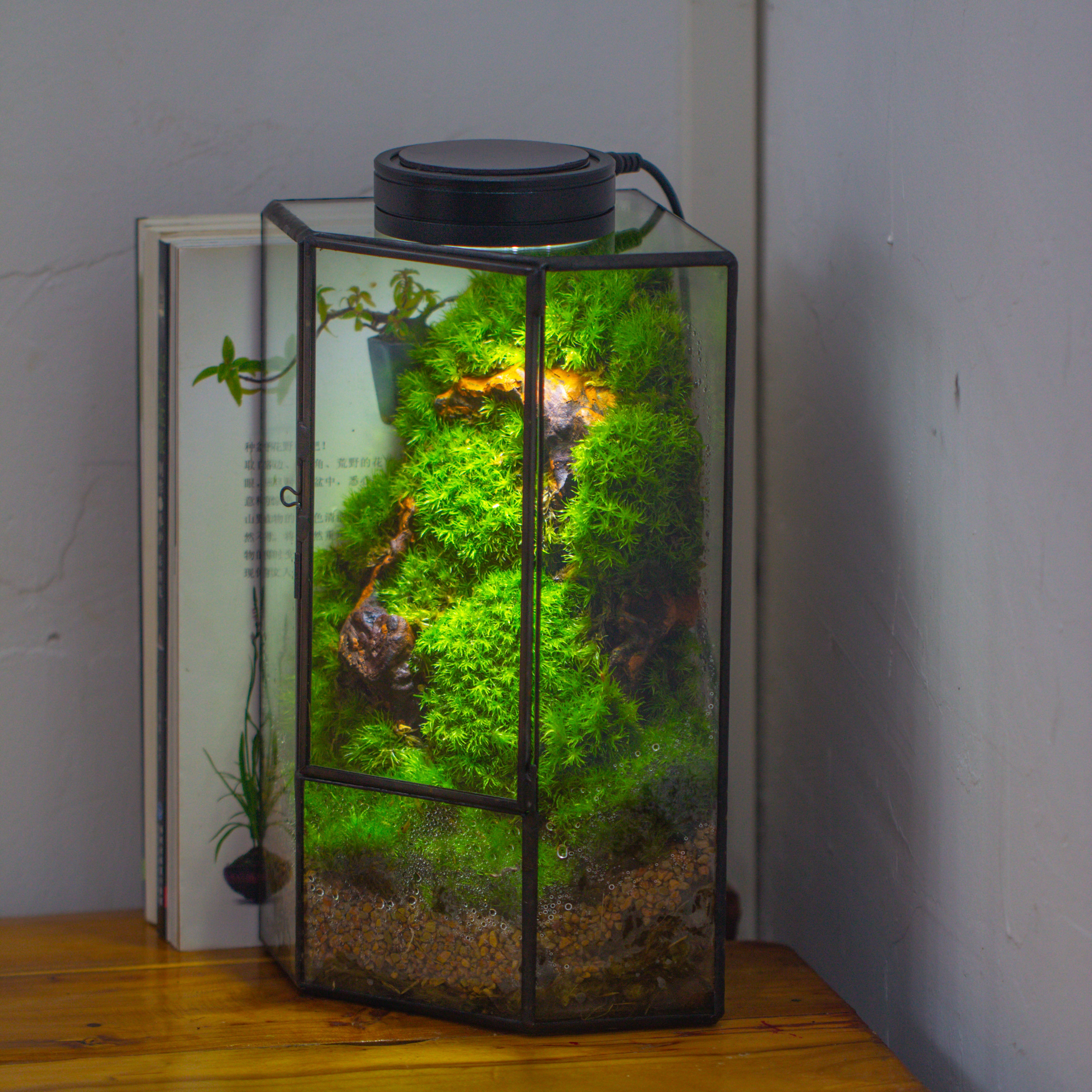 Small Version Handmade Glass Terrarium with Door for Plant, Moss Wall, Closed Geometric Tin Pentagon Planter - NCYPgarden