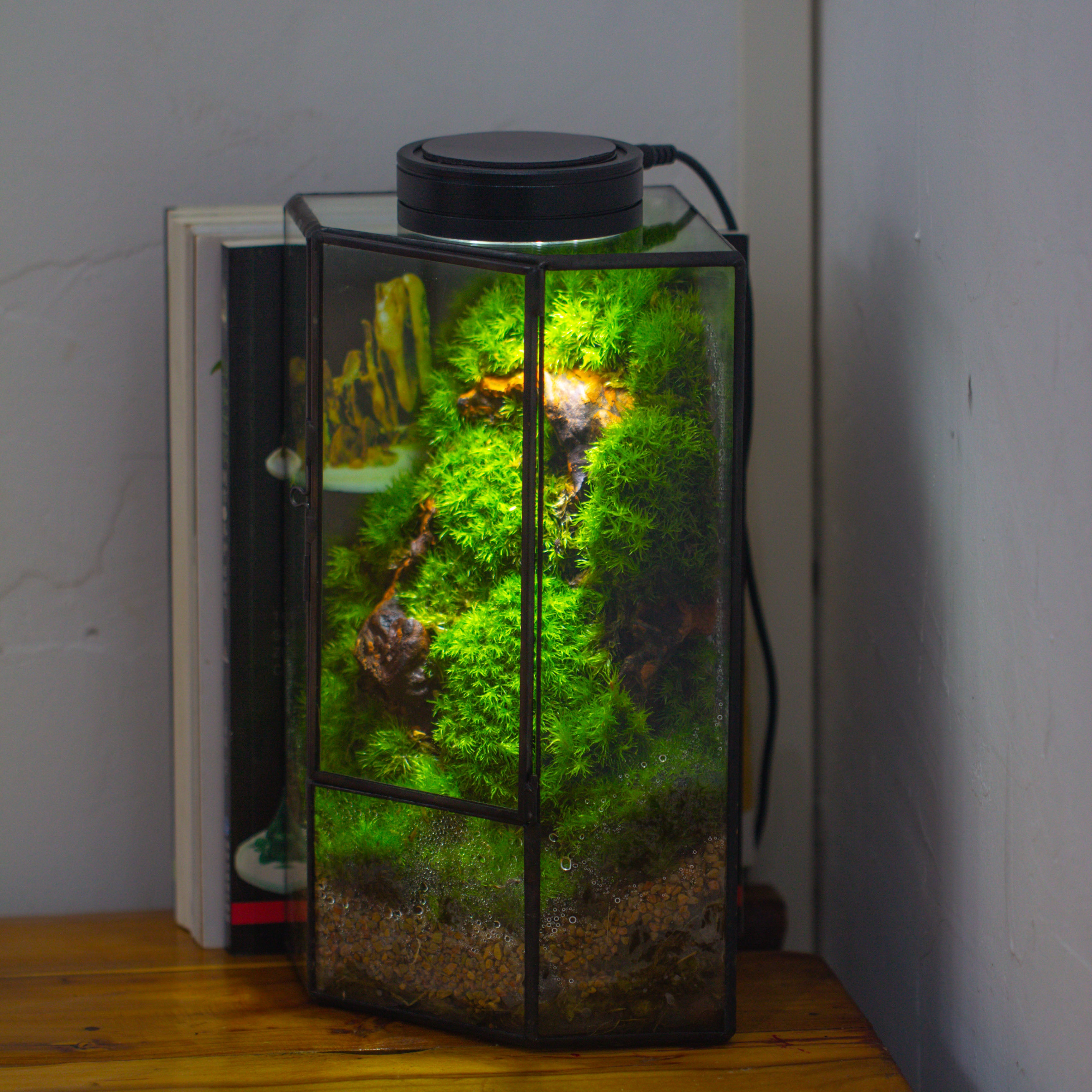 Small Version Handmade Glass Terrarium with Door for Plant, Moss Wall, Closed Geometric Tin Pentagon Planter - NCYPgarden