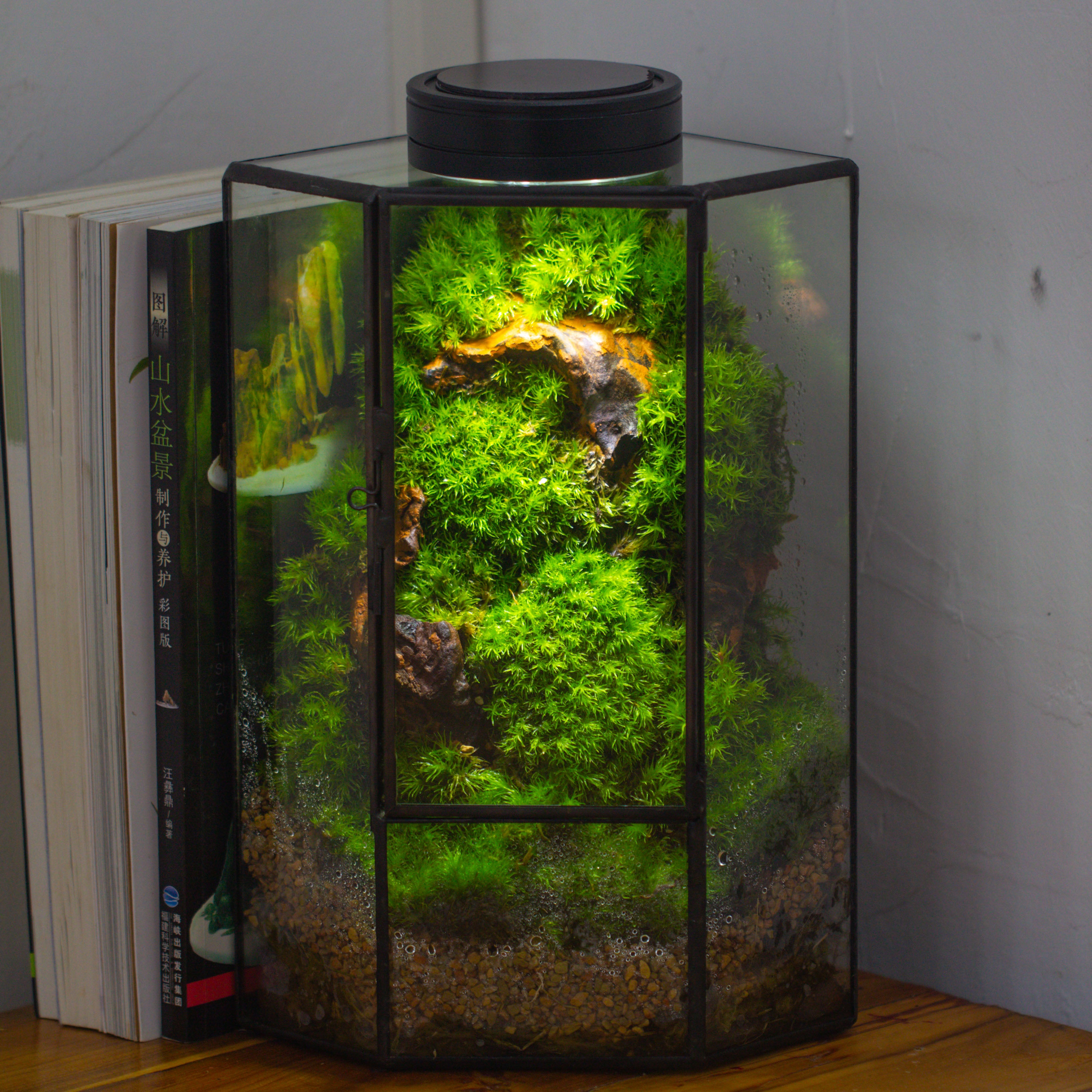Small Version Handmade Glass Terrarium with Door for Plant, Moss Wall, Closed Geometric Tin Pentagon Planter - NCYPgarden
