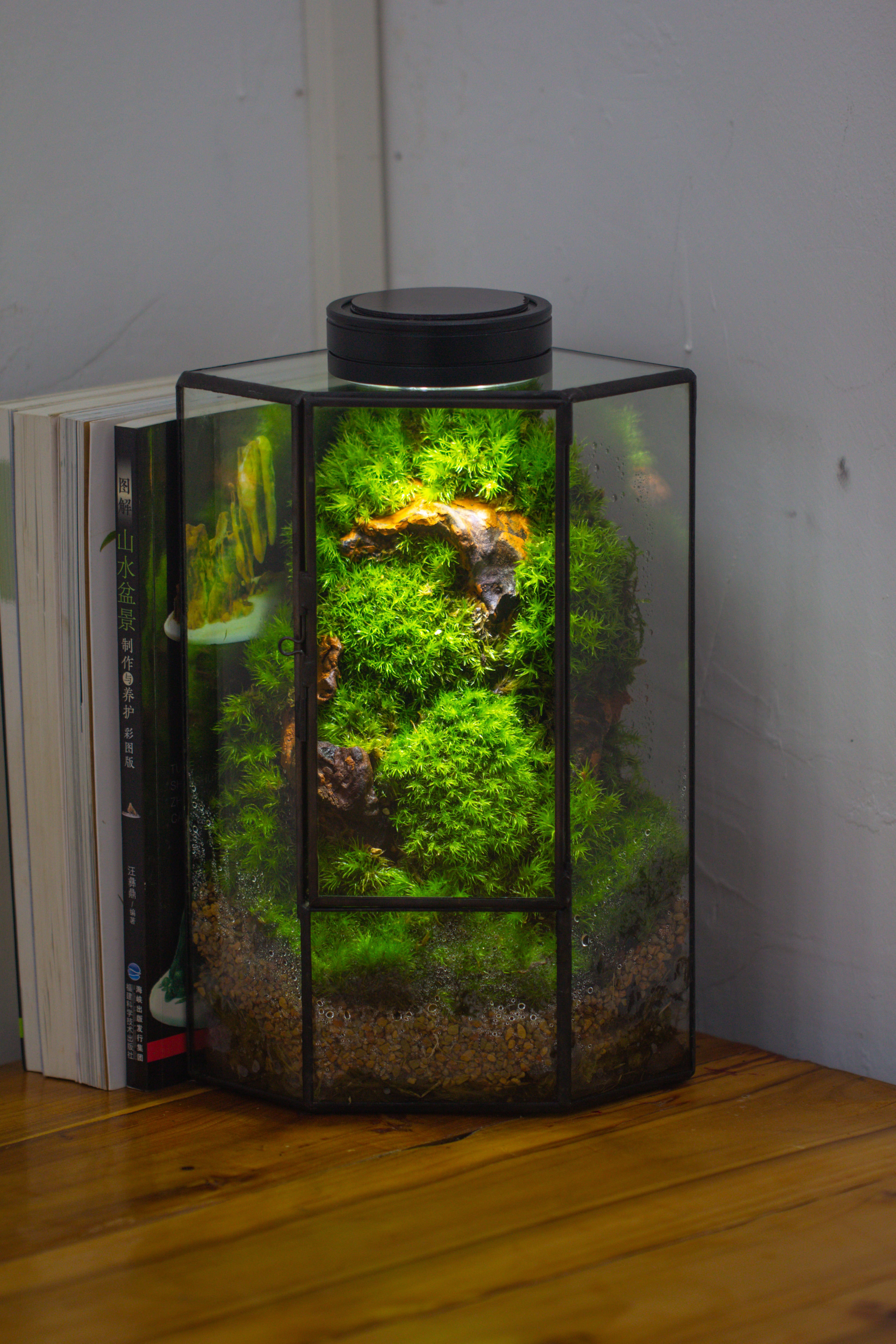 Small Version Handmade Glass Terrarium with Door for Plant, Moss Wall, Closed Geometric Tin Pentagon Planter - NCYPgarden