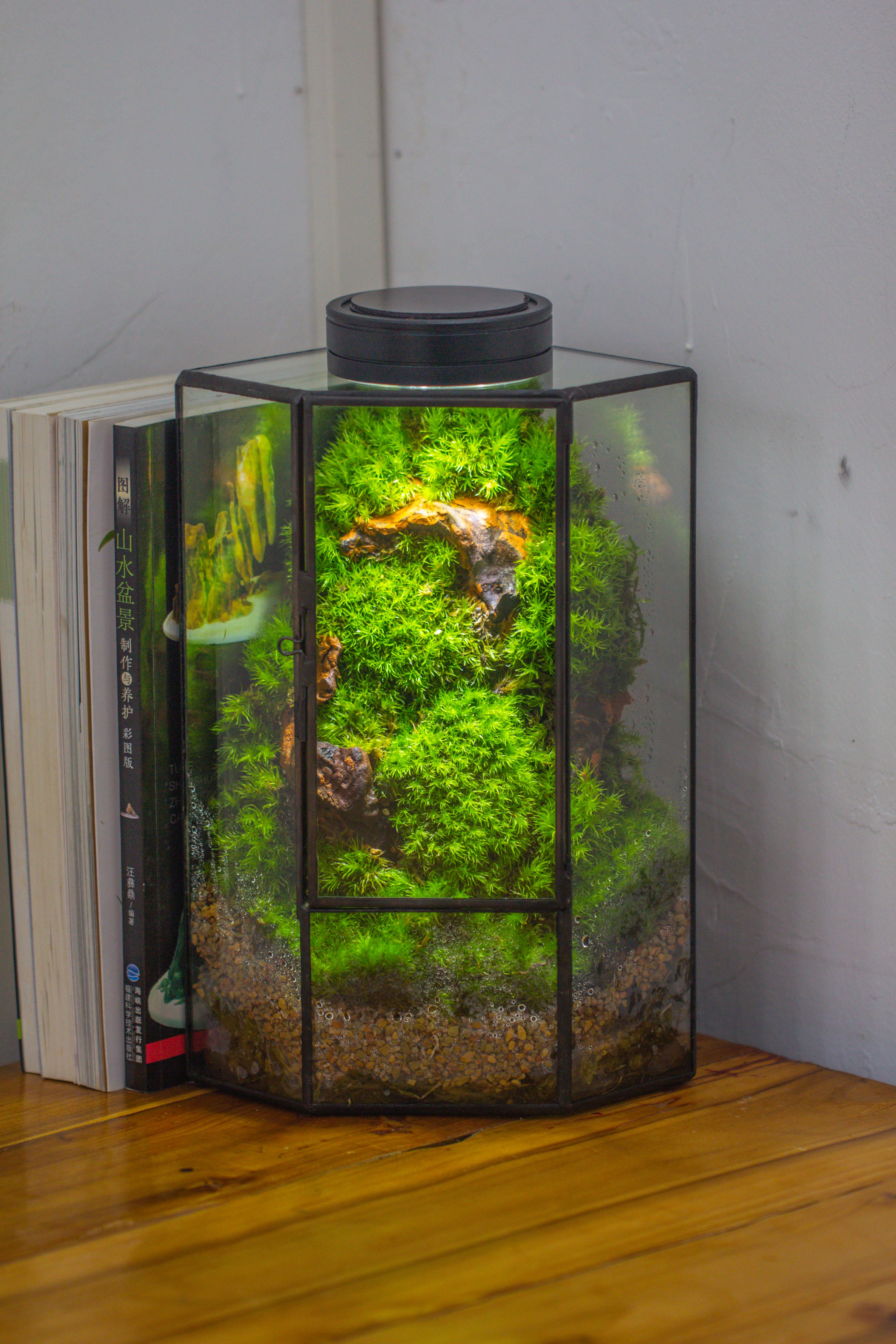 Small Version Handmade Glass Terrarium with Door for Plant, Moss Wall, Closed Geometric Tin Pentagon Planter - NCYPgarden