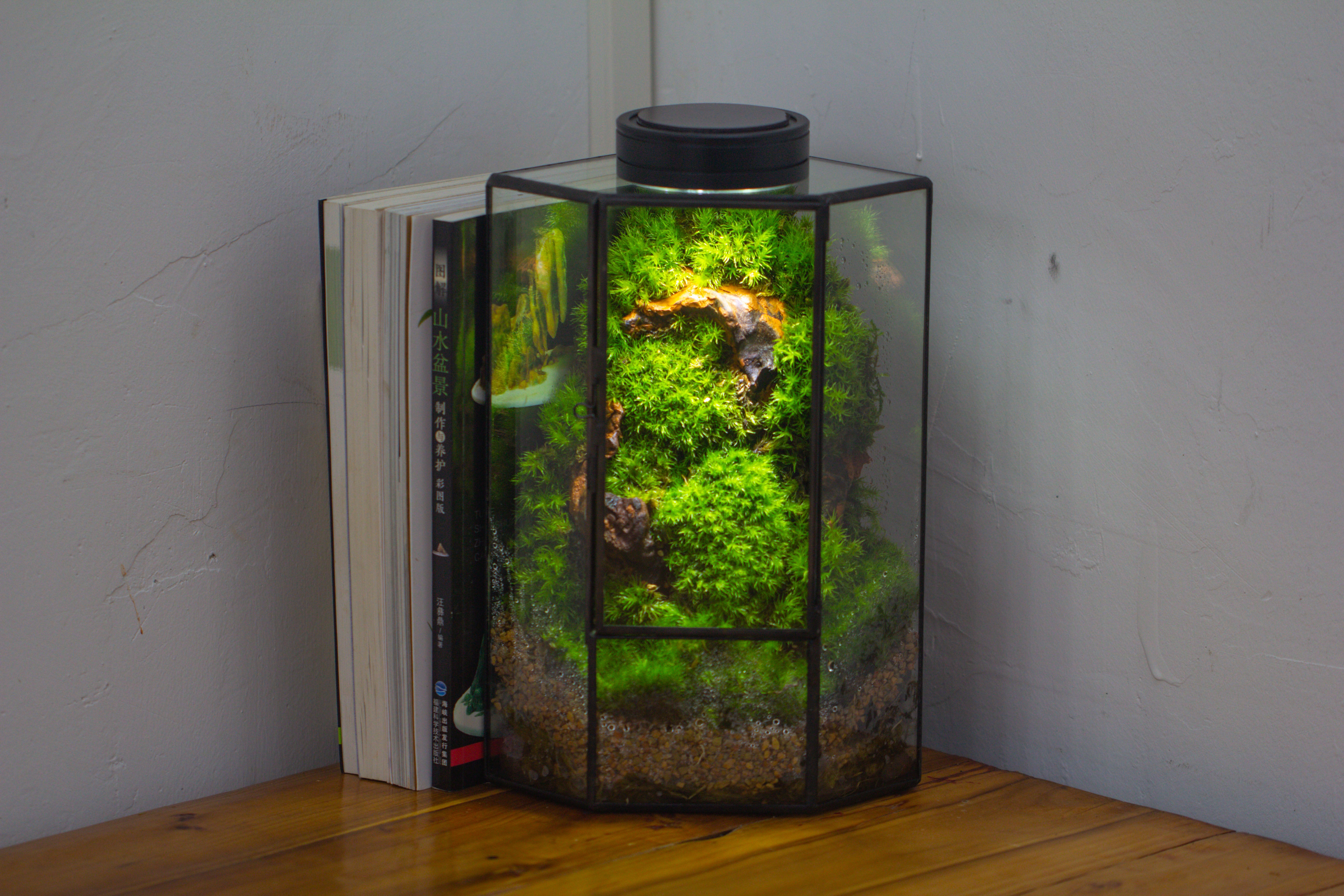 Small Version Handmade Glass Terrarium with Door for Plant, Moss Wall, Closed Geometric Tin Pentagon Planter - NCYPgarden