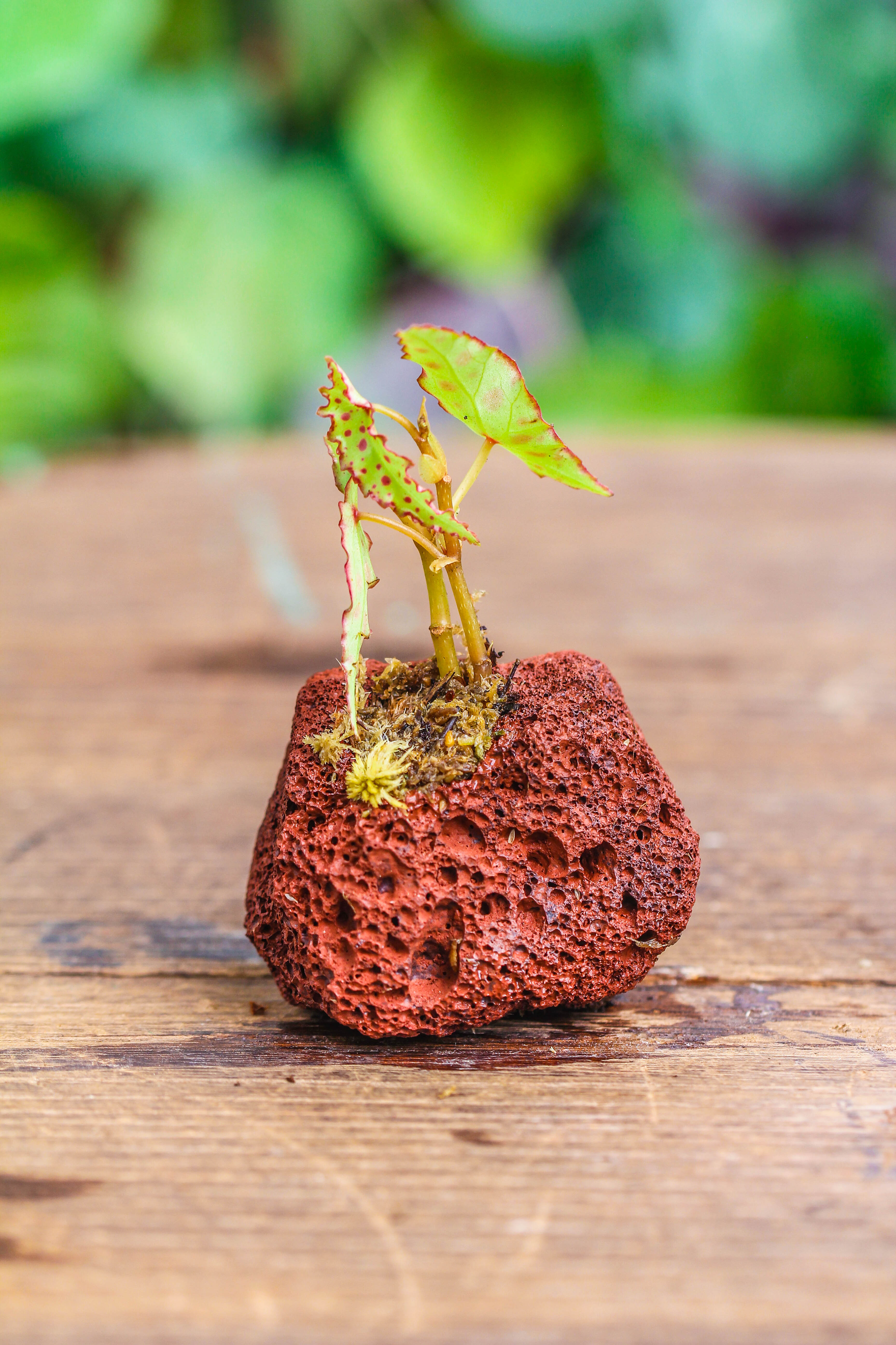 5-8cm Red Horticultural Lava Rock Volcanic Rock for Terrarium, Bonsai Landscape, 500g - NCYPgarden