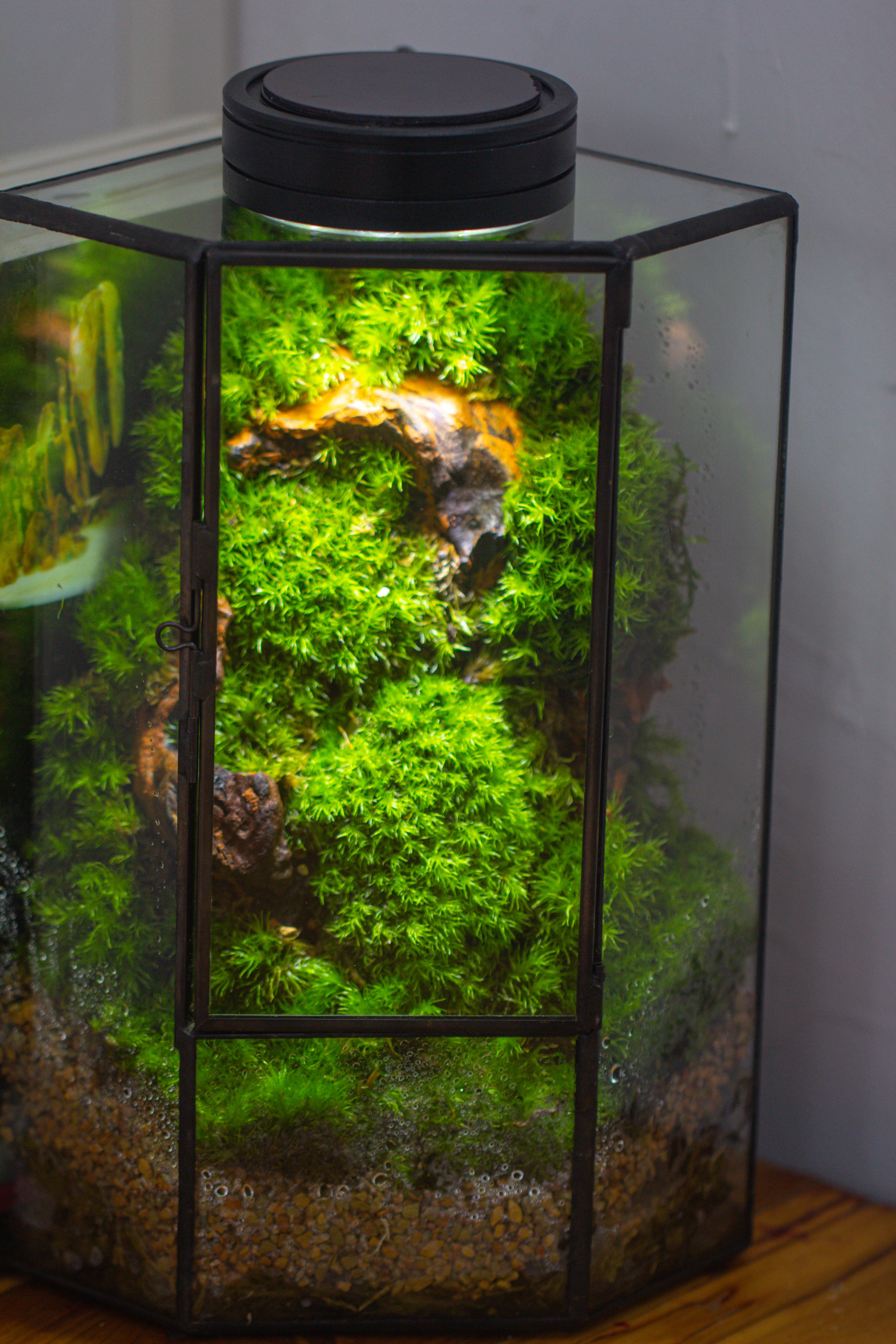 Small Version Handmade Glass Terrarium with Door for Plant, Moss Wall, Closed Geometric Tin Pentagon Planter - NCYPgarden