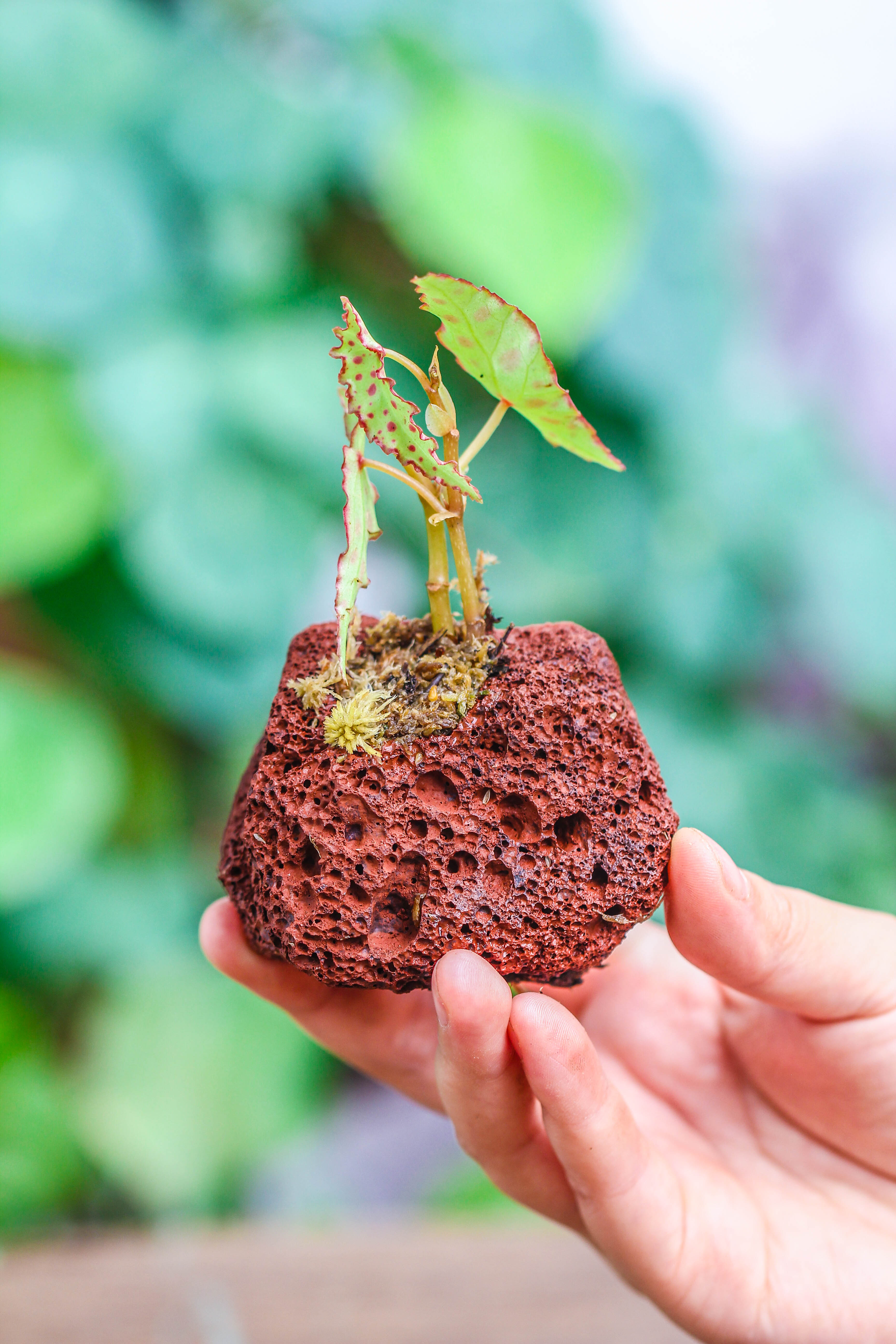 5-8cm Red Horticultural Lava Rock Volcanic Rock for Terrarium, Bonsai Landscape, 500g - NCYPgarden