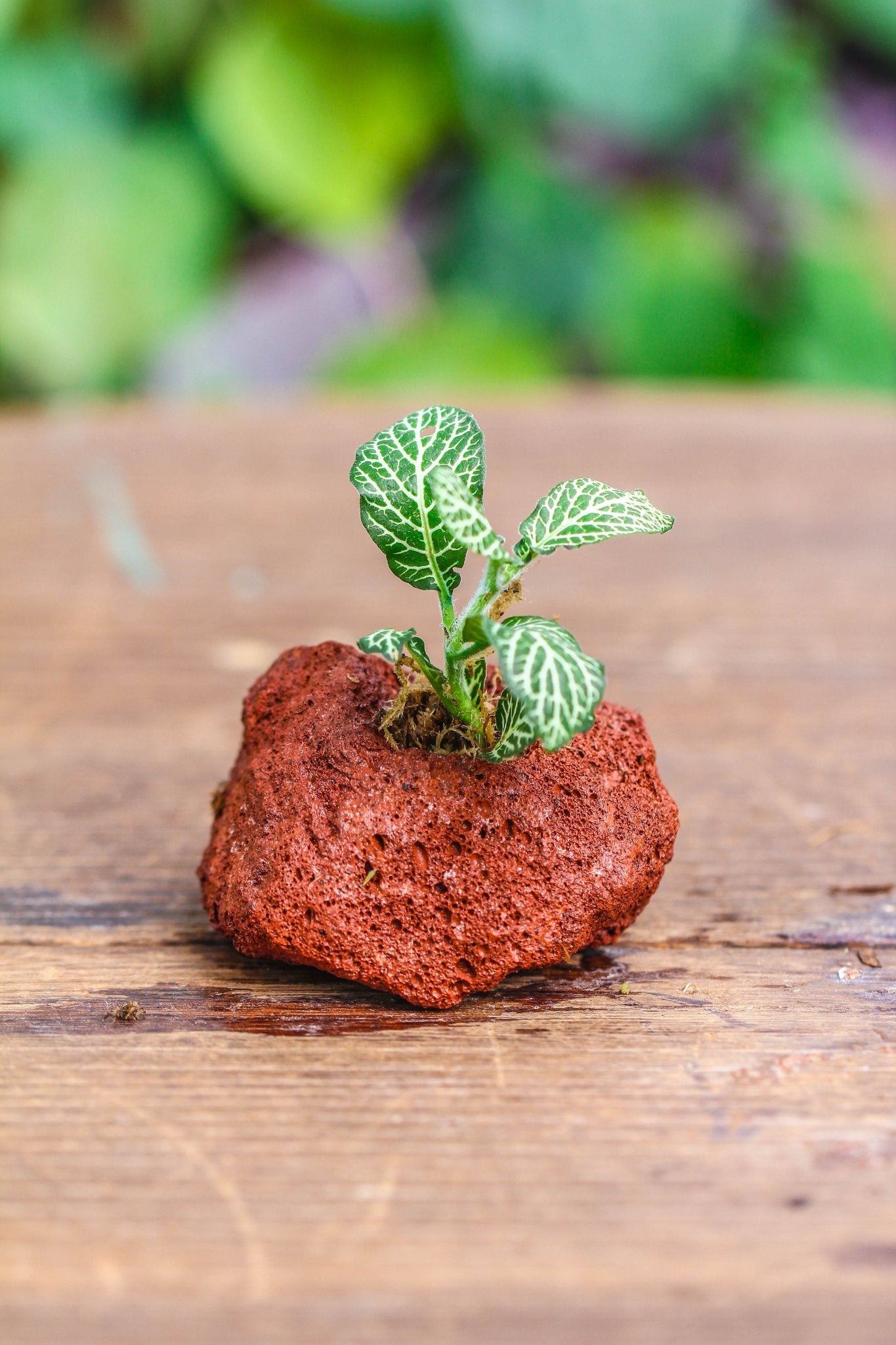 anthurium lava rock Red Drilled Horticultural Lava Rock for Terrarium