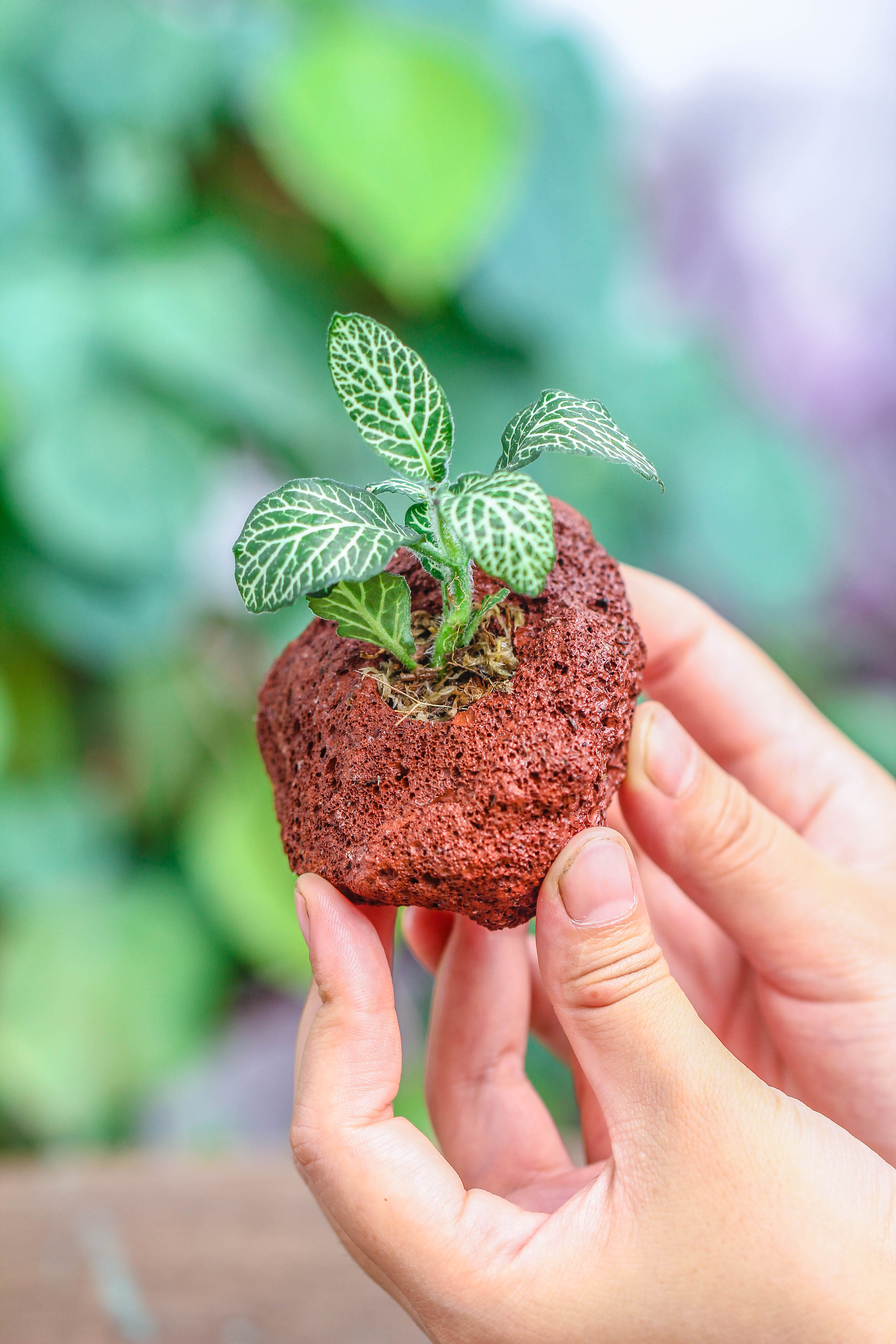 5-8cm Red Horticultural Lava Rock Volcanic Rock for Terrarium, Bonsai Landscape, 500g - NCYPgarden