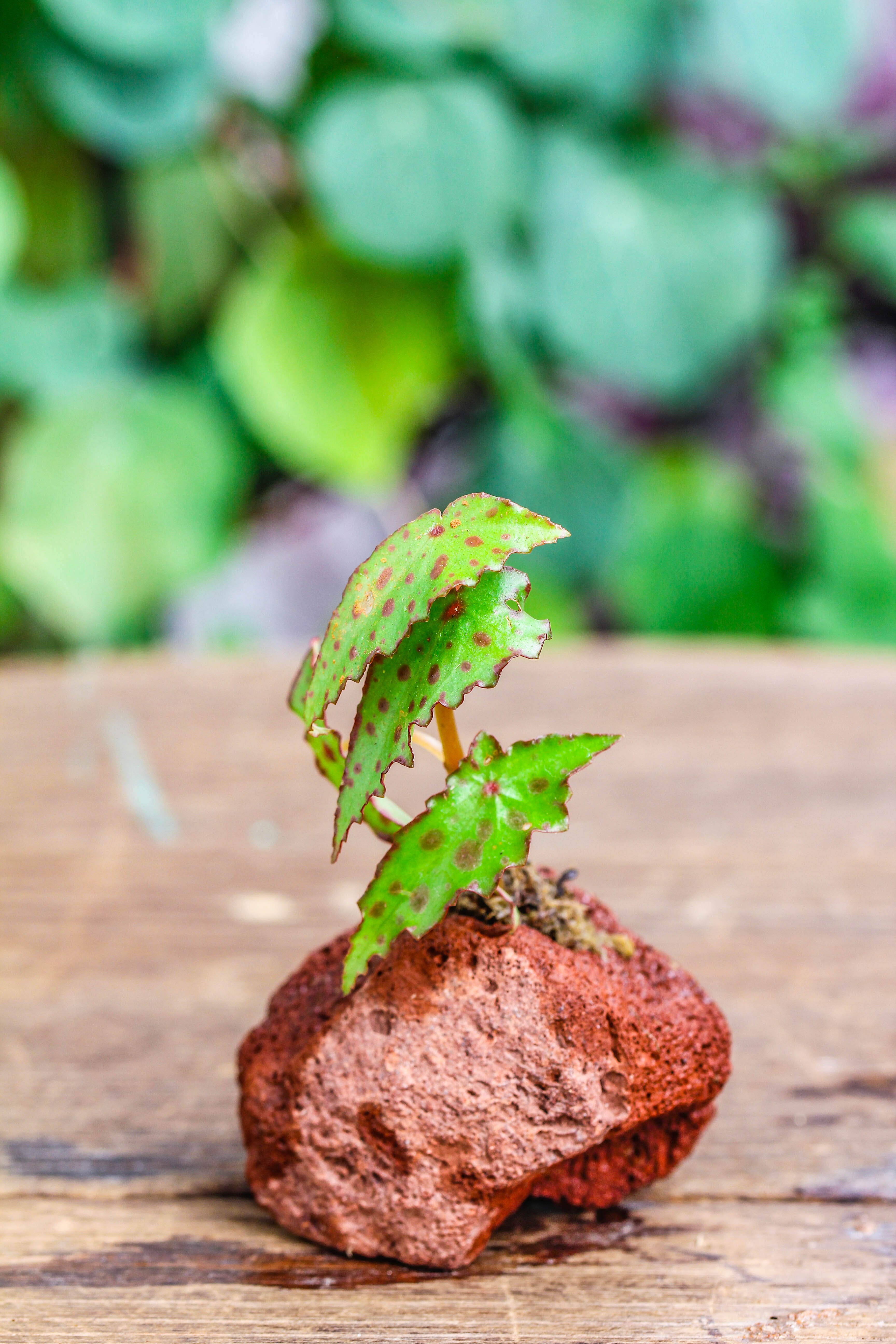 5-8cm Red Horticultural Lava Rock Volcanic Rock for Terrarium, Bonsai Landscape, 500g - NCYPgarden