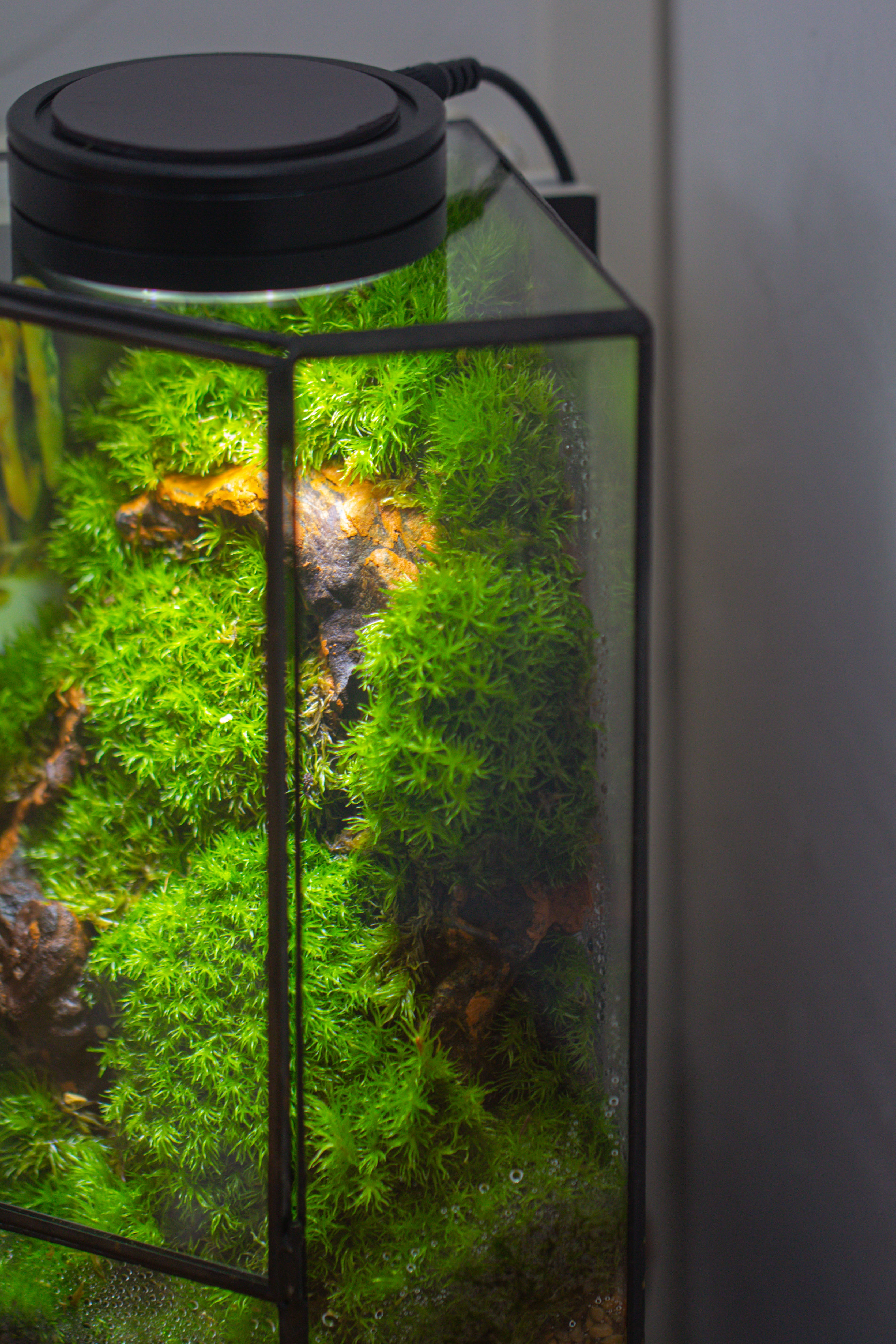 Small Version Handmade Glass Terrarium with Door for Plant, Moss Wall, Closed Geometric Tin Pentagon Planter - NCYPgarden