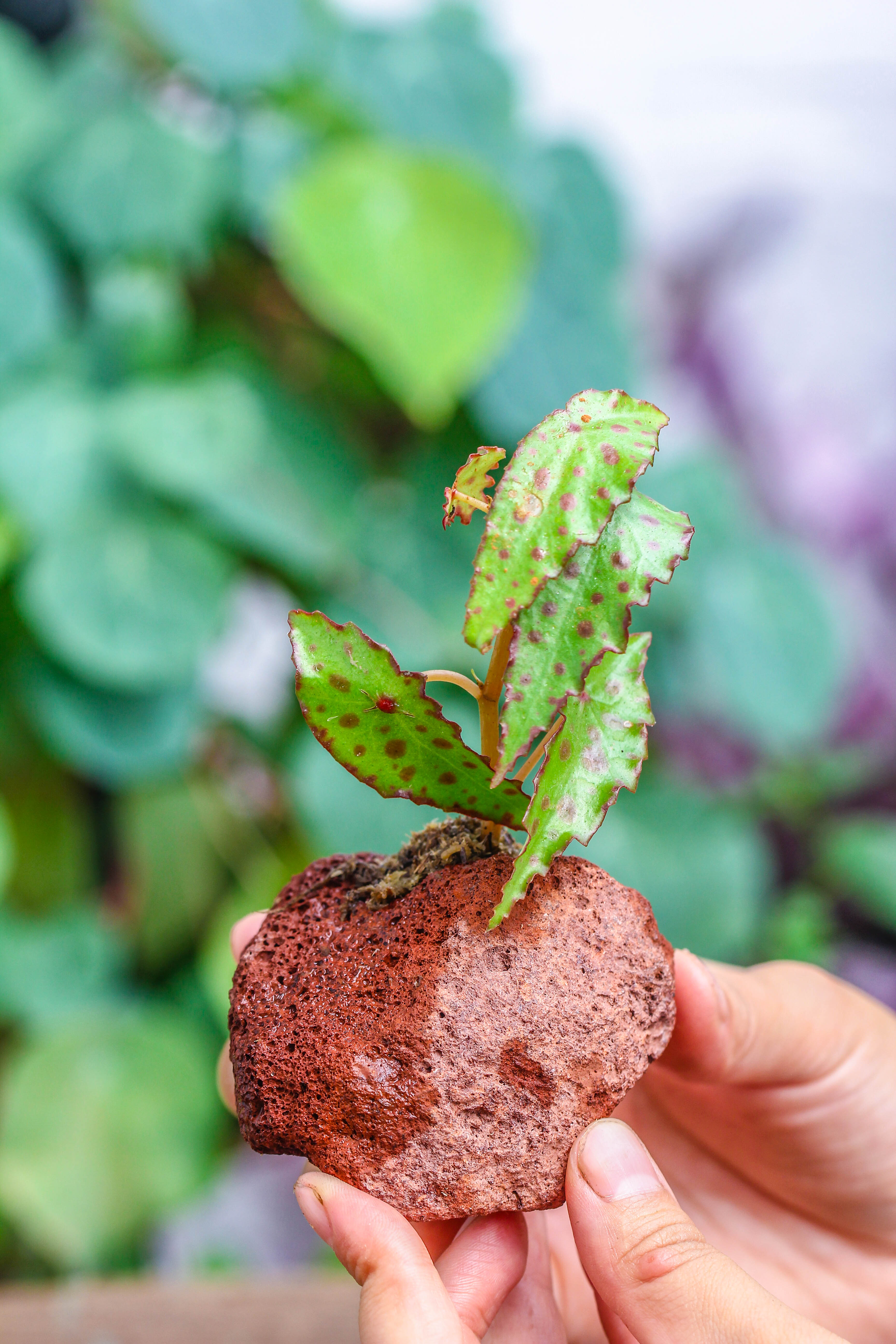 5-8cm Red Horticultural Lava Rock Volcanic Rock for Terrarium, Bonsai Landscape, 500g - NCYPgarden