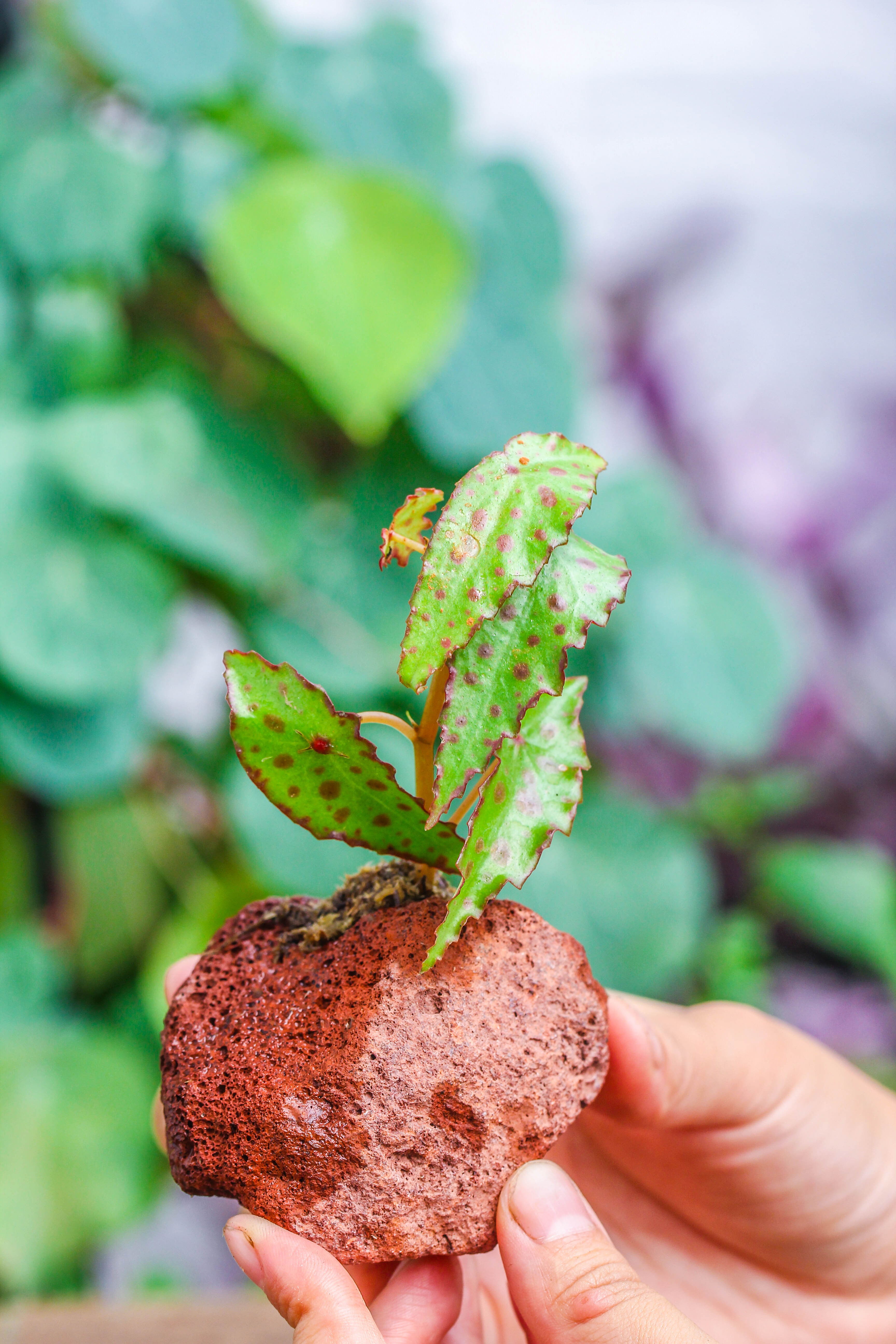 5-8cm Red Horticultural Lava Rock Volcanic Rock for Terrarium, Bonsai Landscape, 500g - NCYPgarden