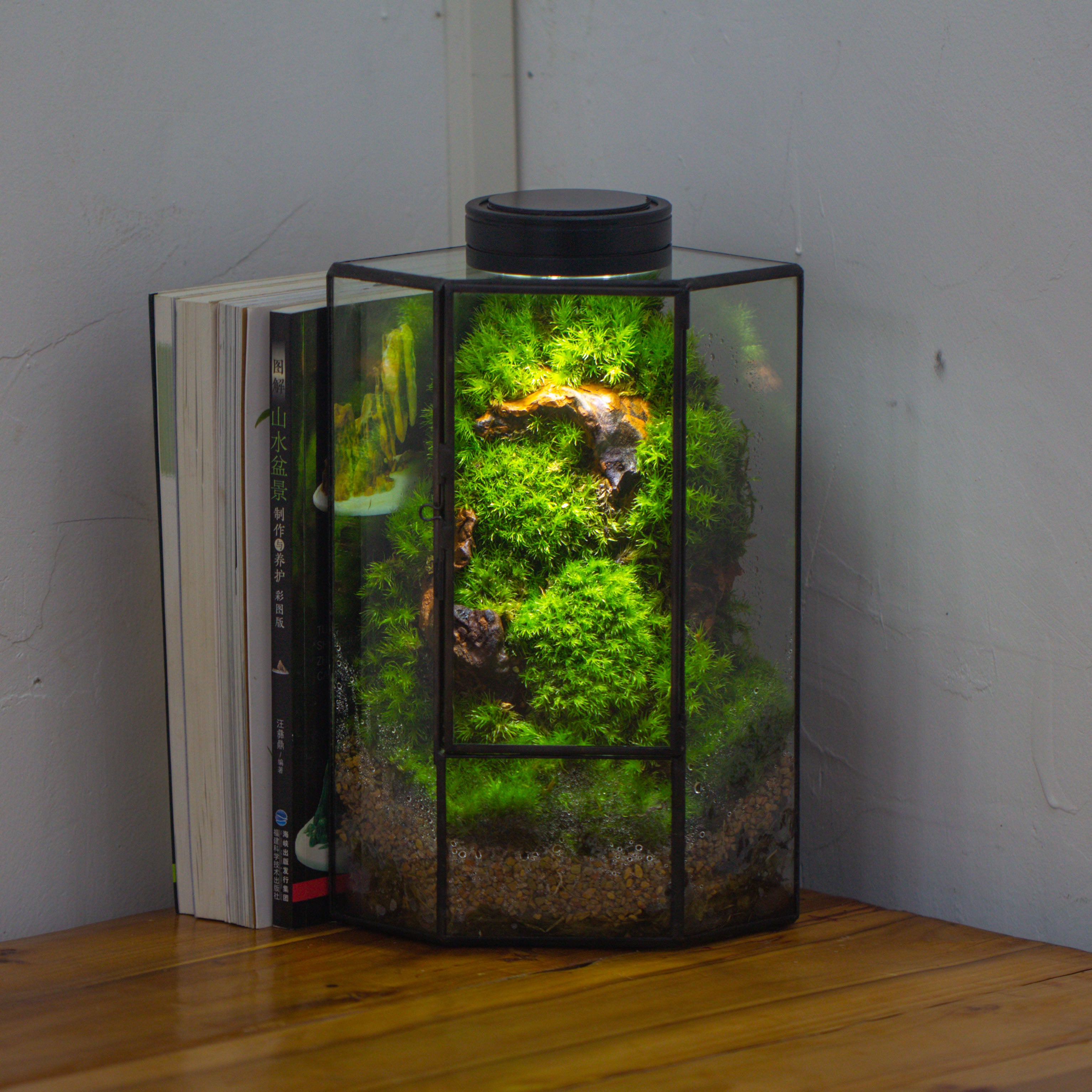 Small Version Handmade Glass Terrarium with Door for Plant, Moss Wall, Closed Geometric Tin Pentagon Planter - NCYPgarden