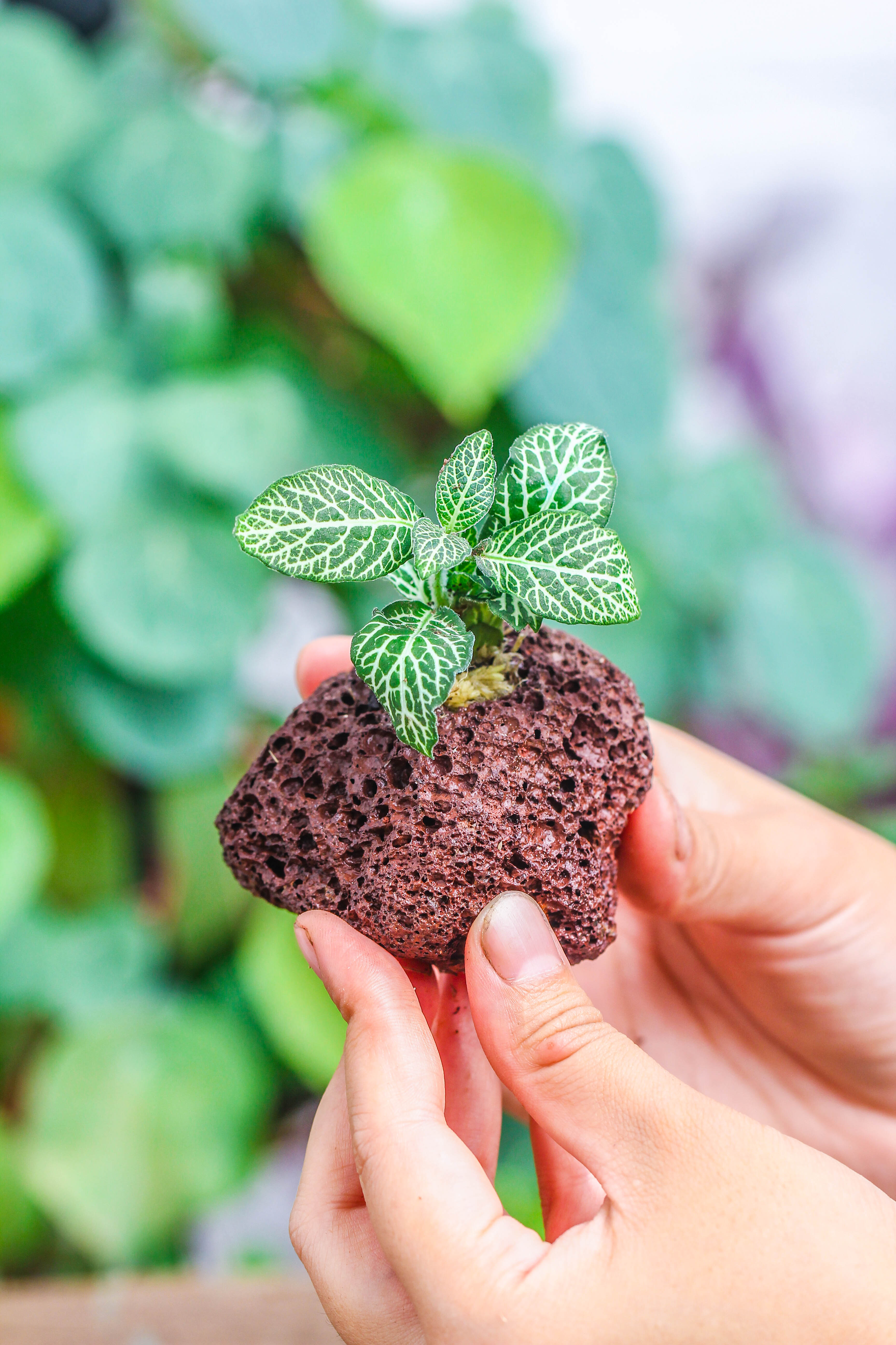 5-8cm Red Horticultural Lava Rock Volcanic Rock for Terrarium, Bonsai Landscape, 500g - NCYPgarden