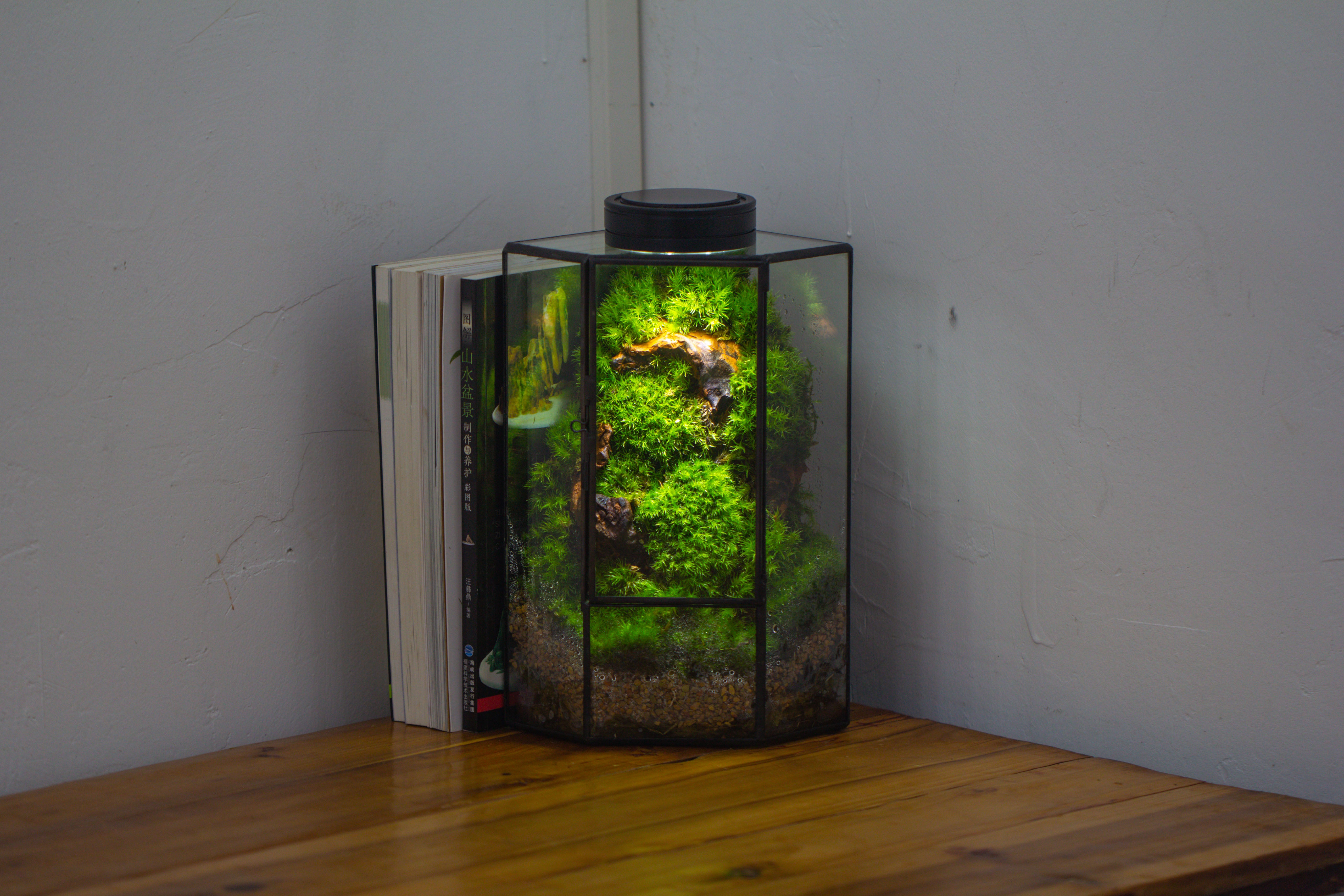 Small Version Handmade Glass Terrarium with Door for Plant, Moss Wall, Closed Geometric Tin Pentagon Planter - NCYPgarden