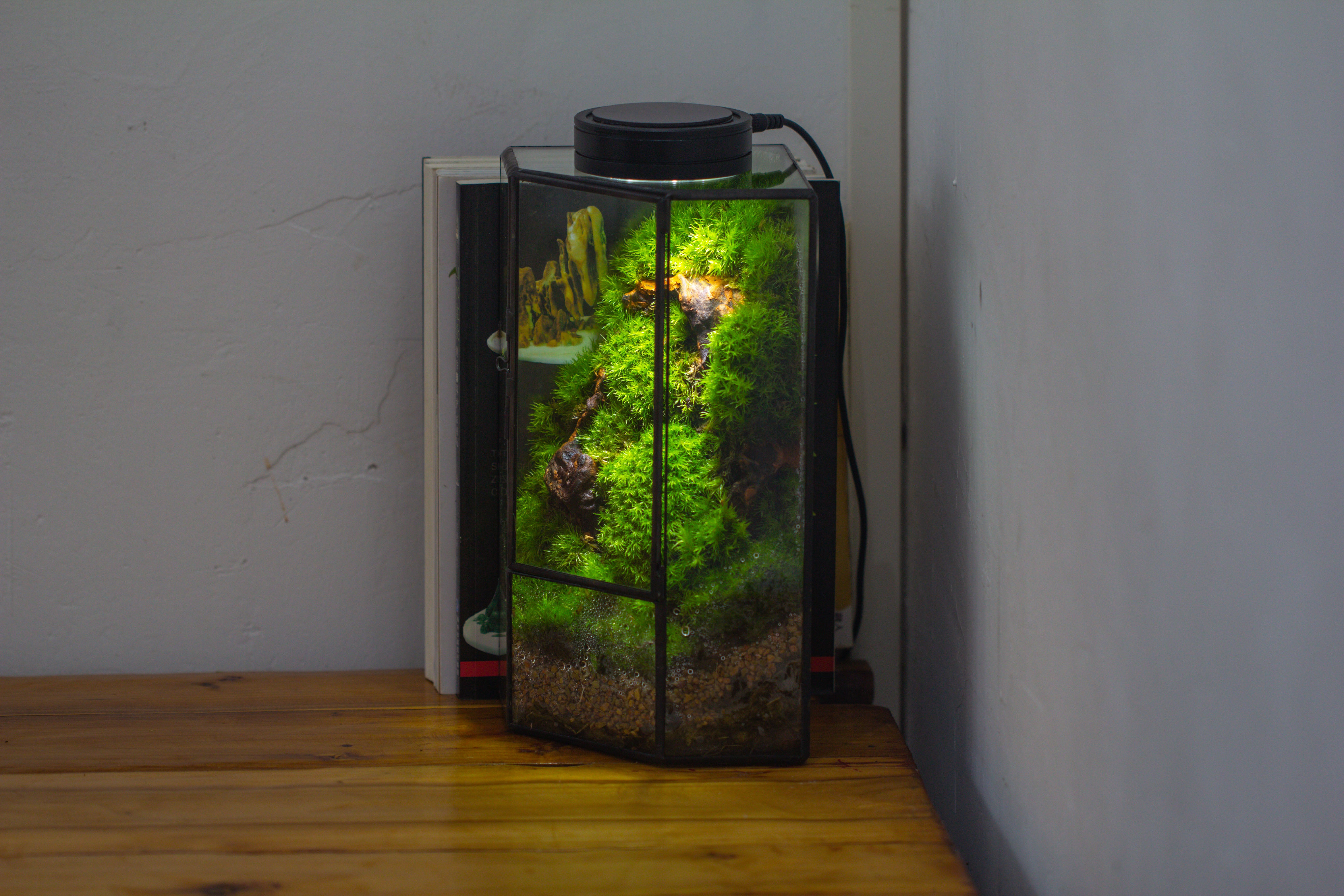 Small Version Handmade Glass Terrarium with Door for Plant, Moss Wall, Closed Geometric Tin Pentagon Planter - NCYPgarden