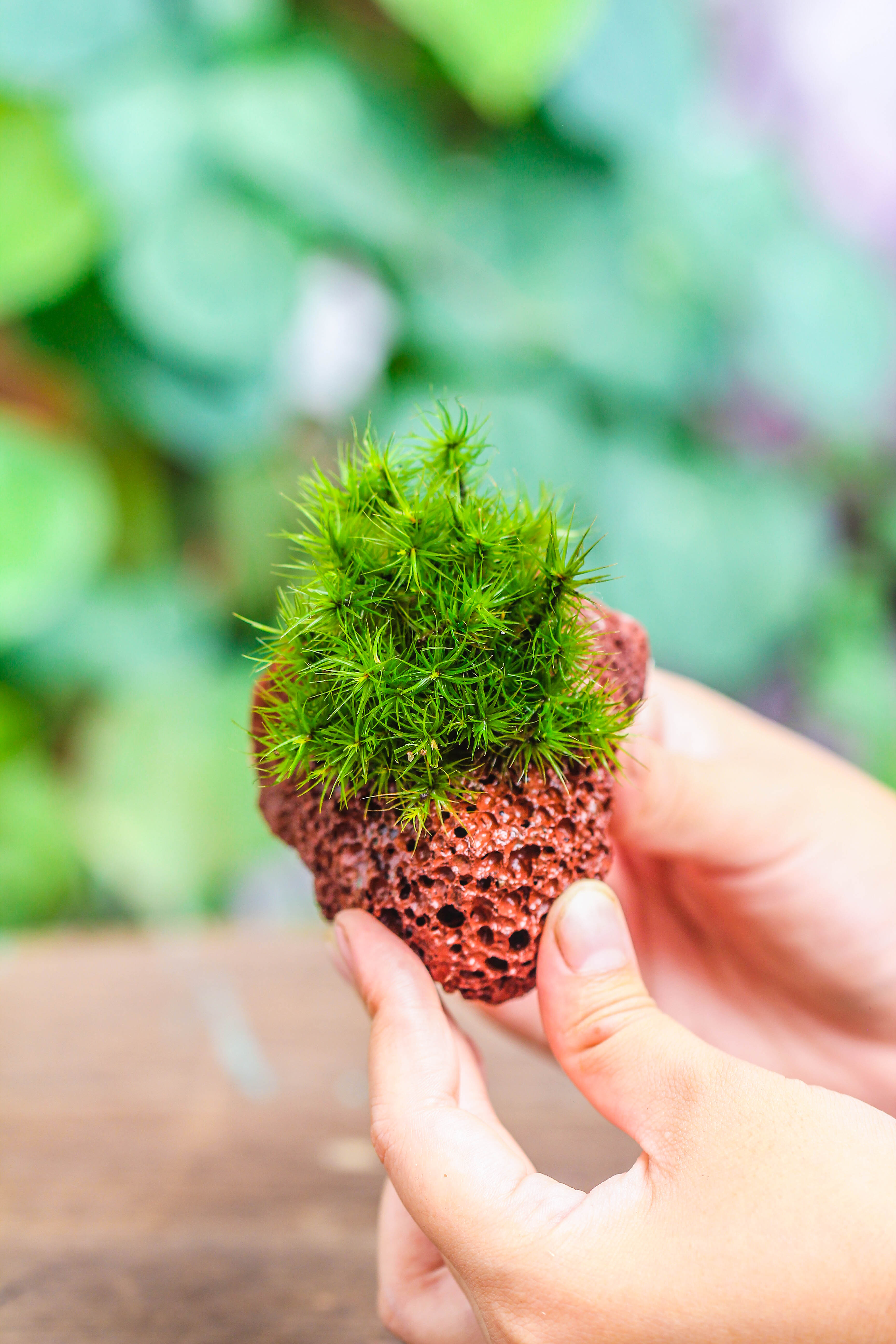 5-8cm Red Horticultural Lava Rock Volcanic Rock for Terrarium, Bonsai Landscape, 500g - NCYPgarden